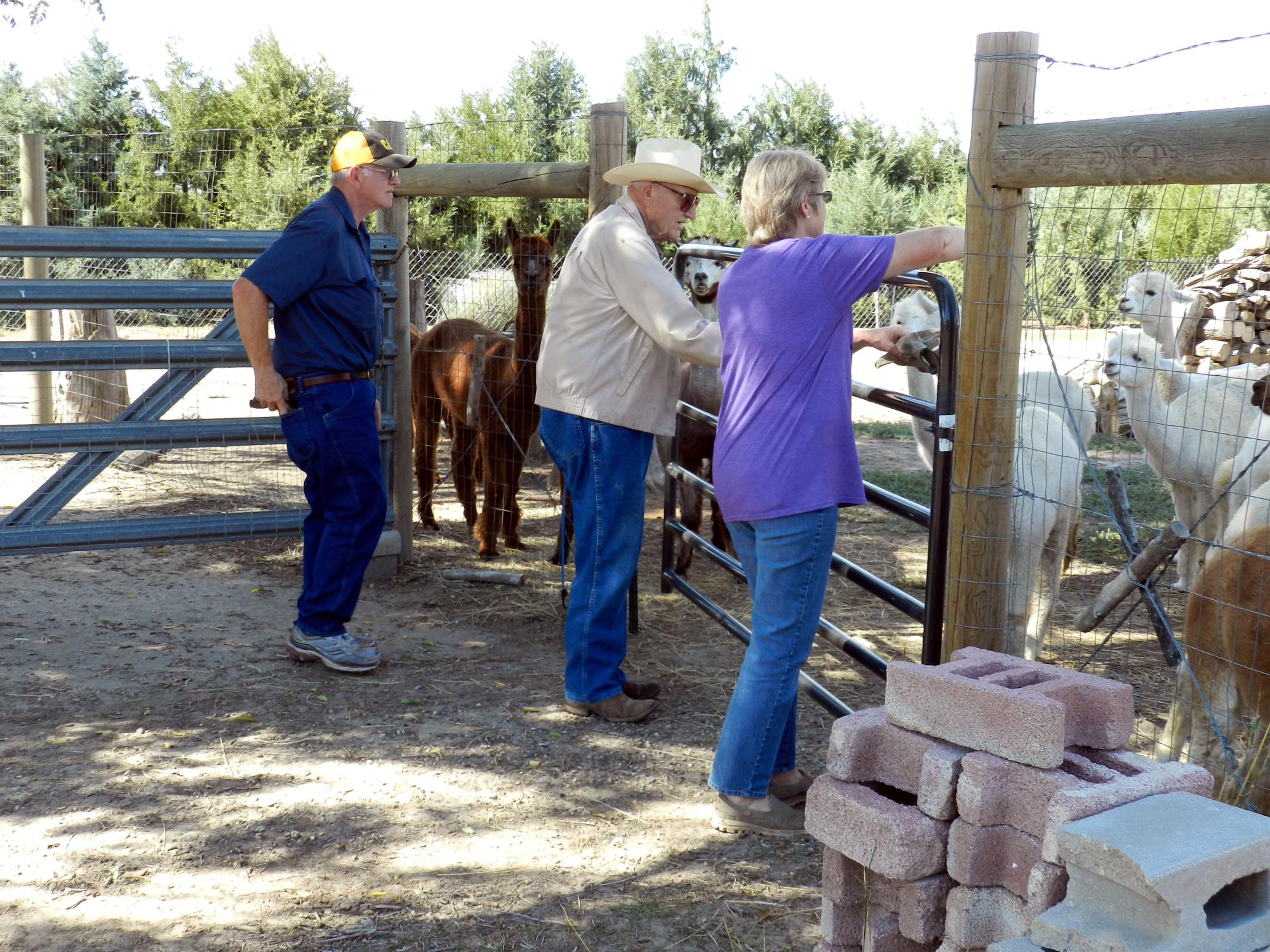 Holiday Ranch (2015-2019) - Alpaca Farm #1