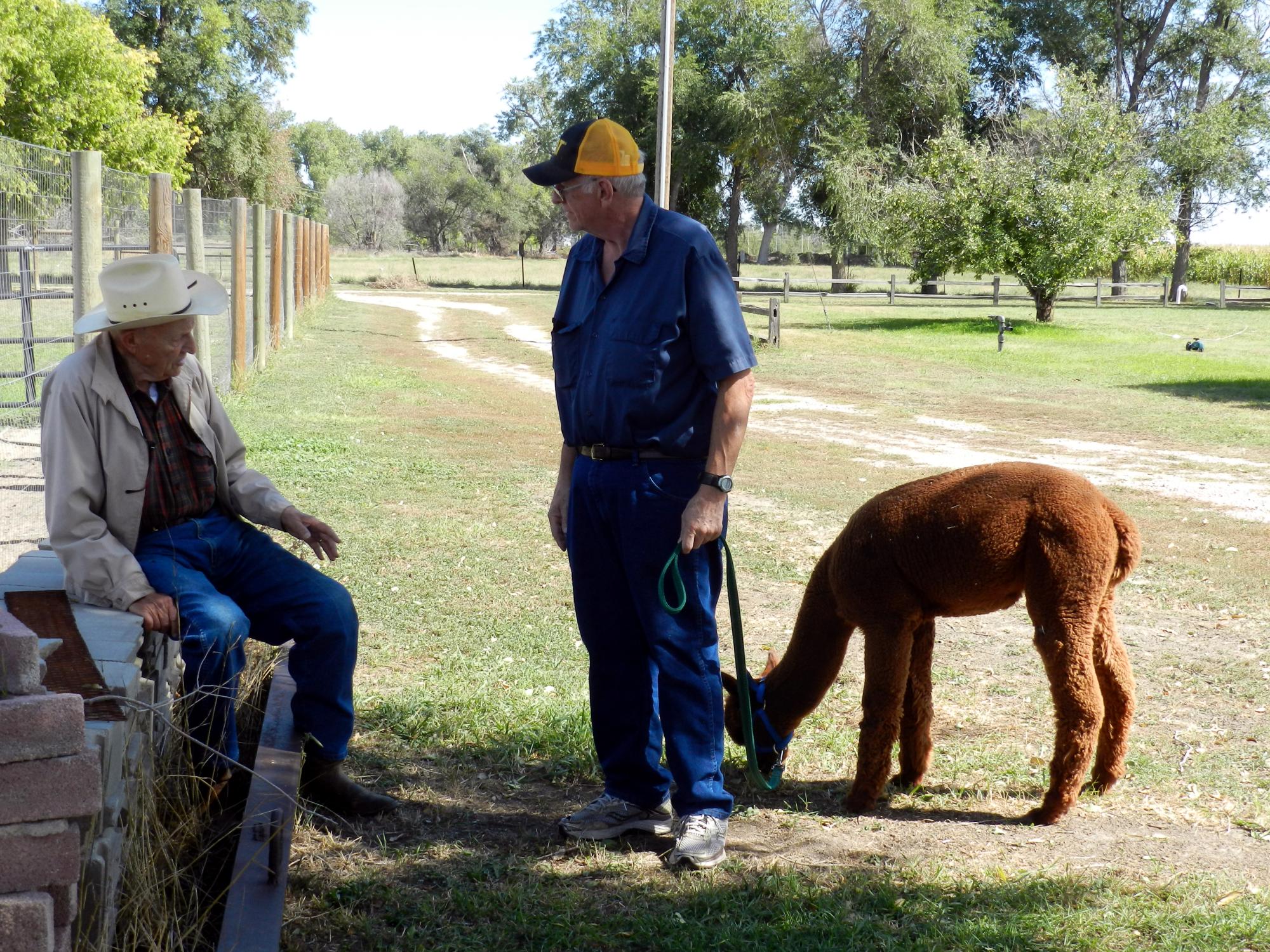 Holiday Ranch (2015-2019) - Alpaca Farm #3