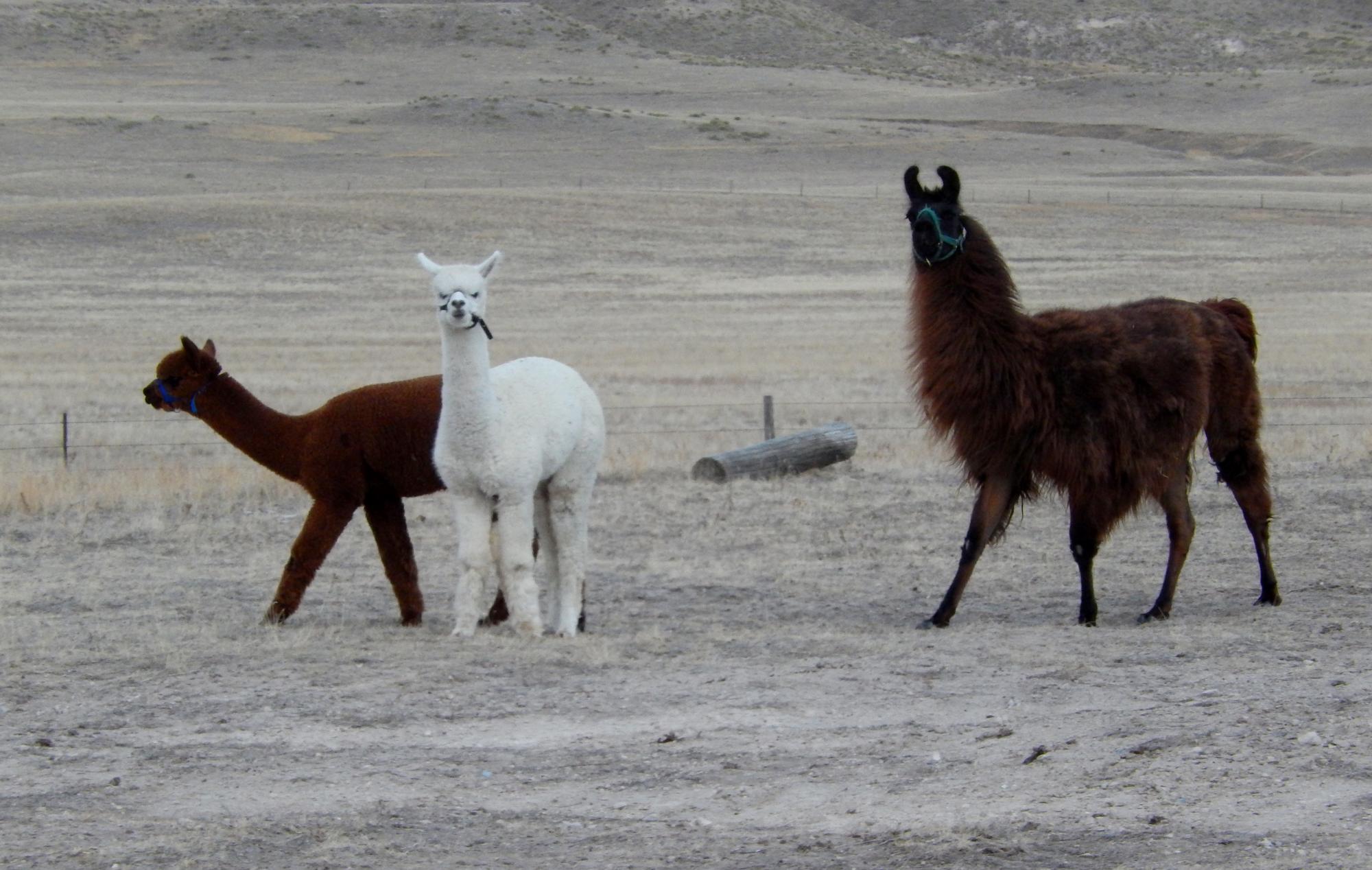 Holiday Ranch (2015-2019) - Llama Alpacas #1