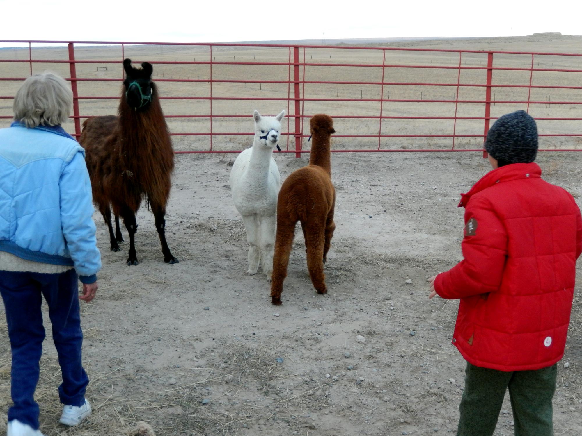 Holiday Ranch (2015-2019) - Llama Alpacas #3