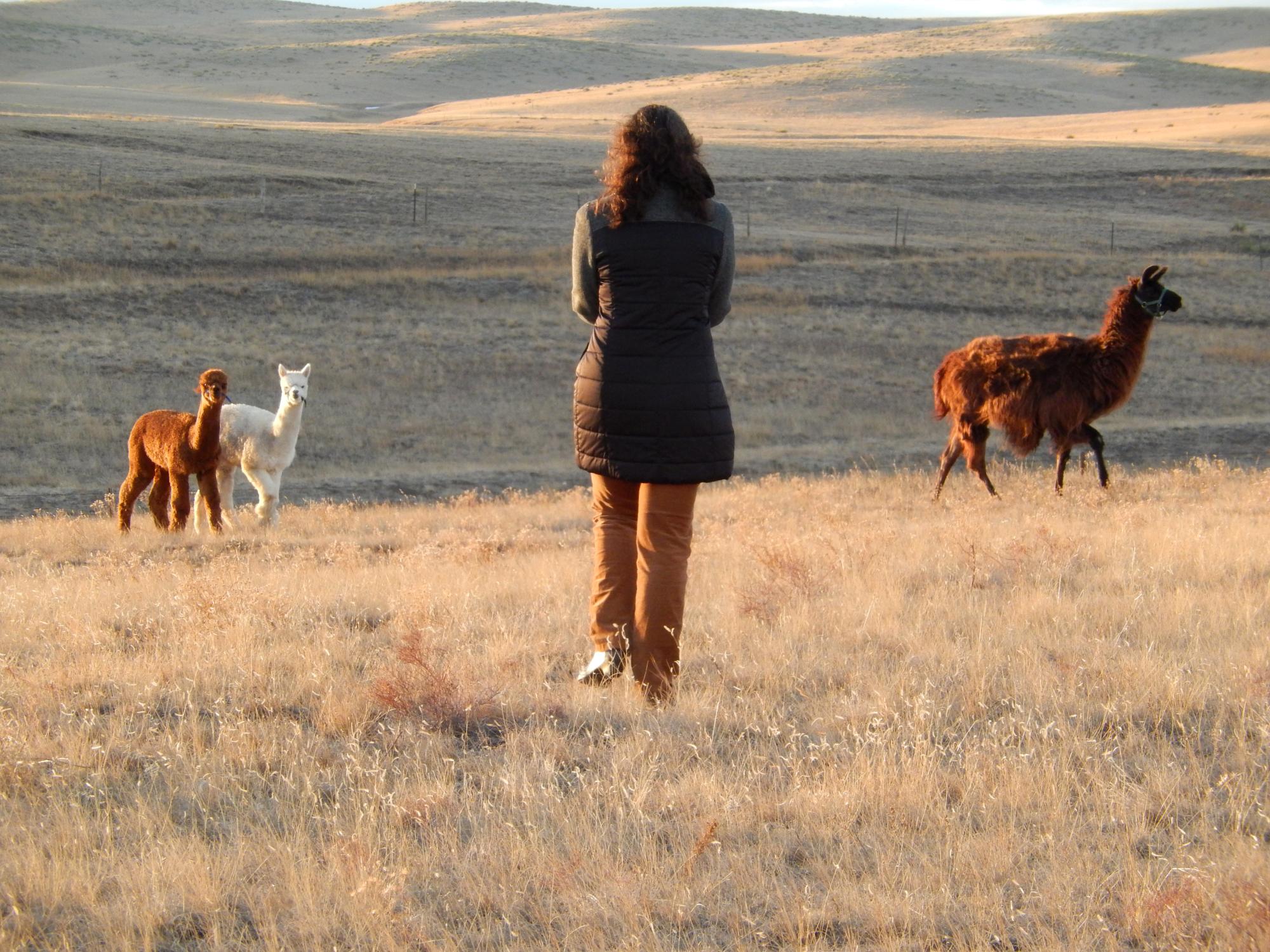 Holiday Ranch (2015-2019) - Alpacas Llama
