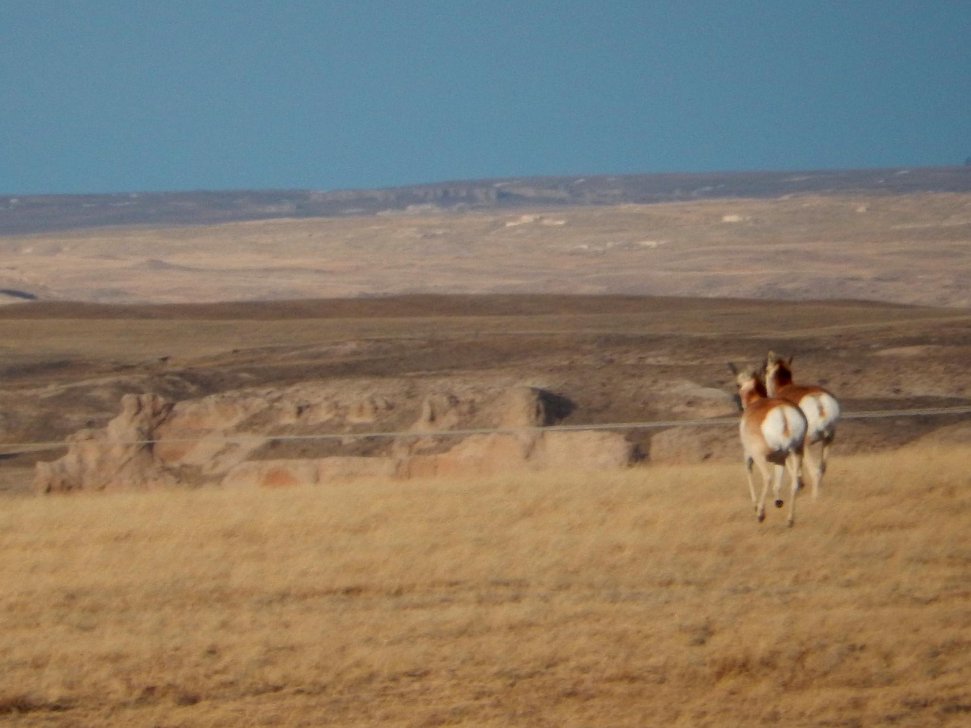 Holiday Ranch (2015-2019) - Antelope