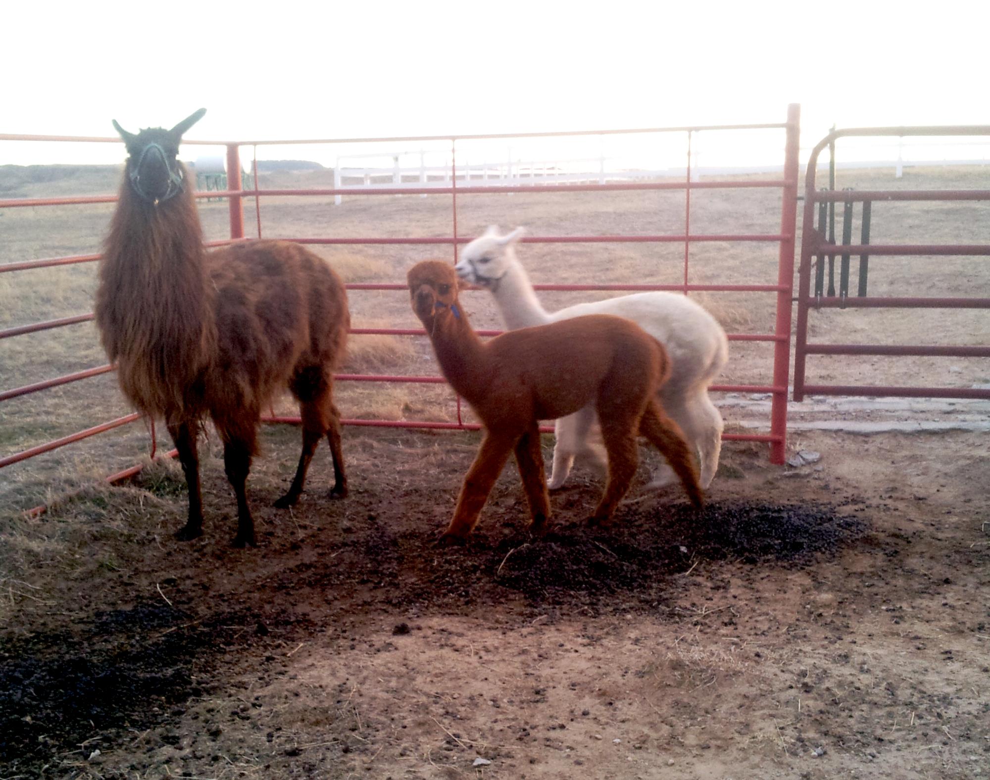 Holiday Ranch (2015-2019) - Llama Alpacas