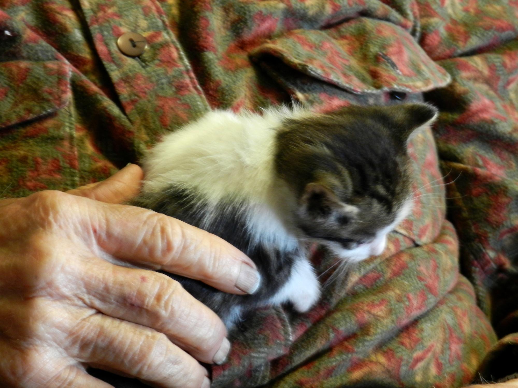 Holiday Ranch (2015-2019) - Oscar #2