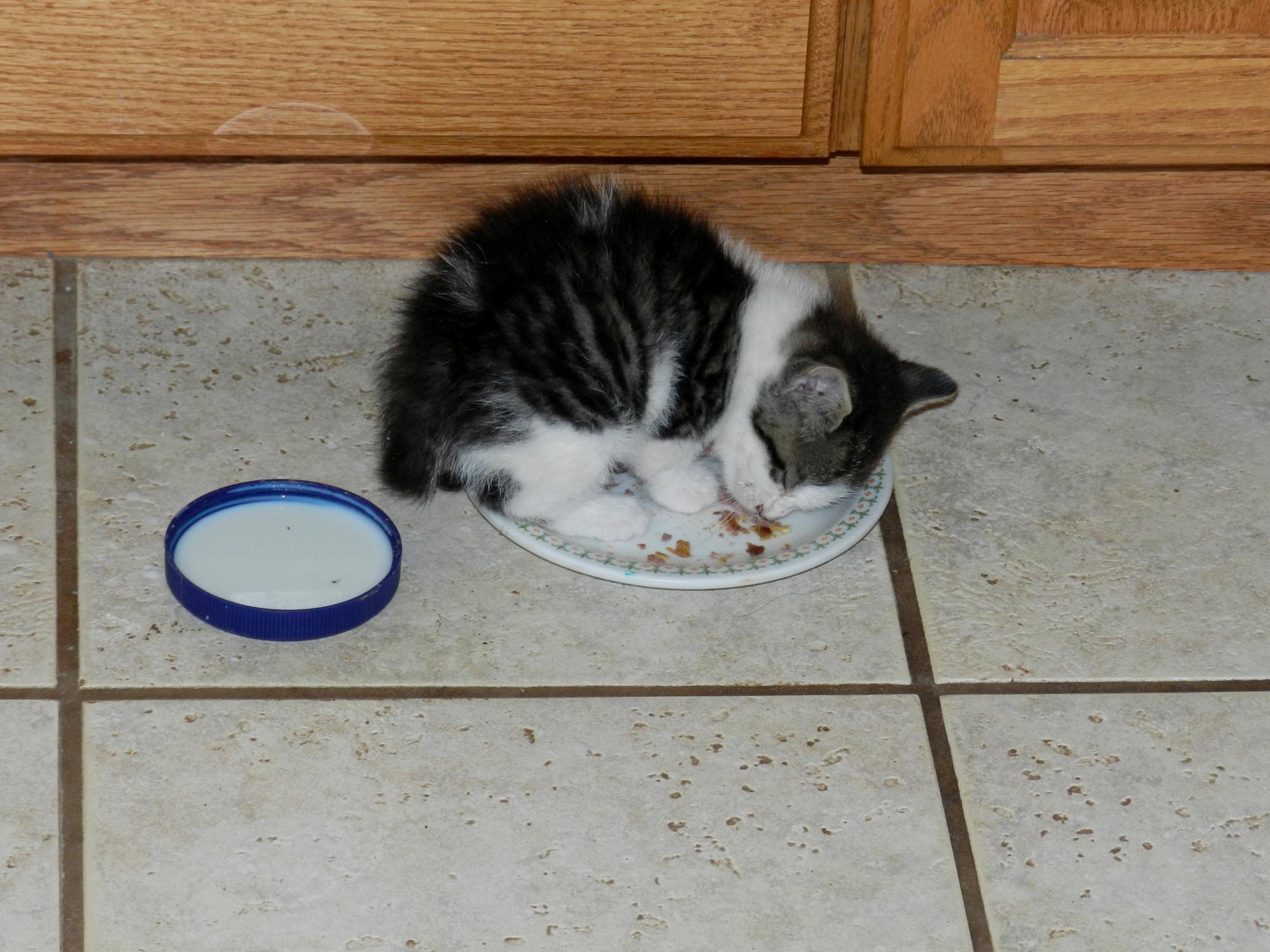 Holiday Ranch (2015-2019) - Oscar