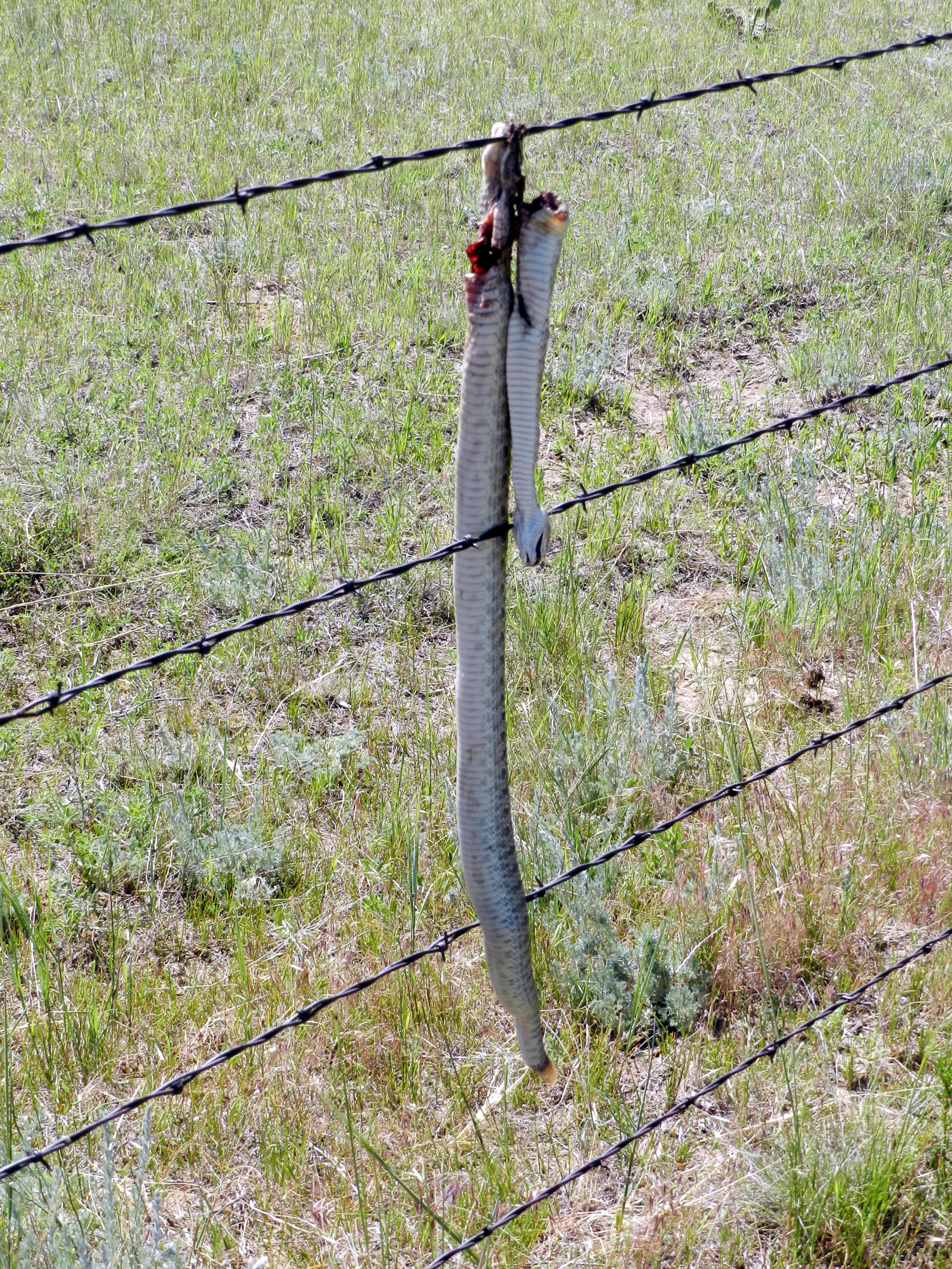 Holiday Ranch (2015-2019) - Killed Rattlesnake