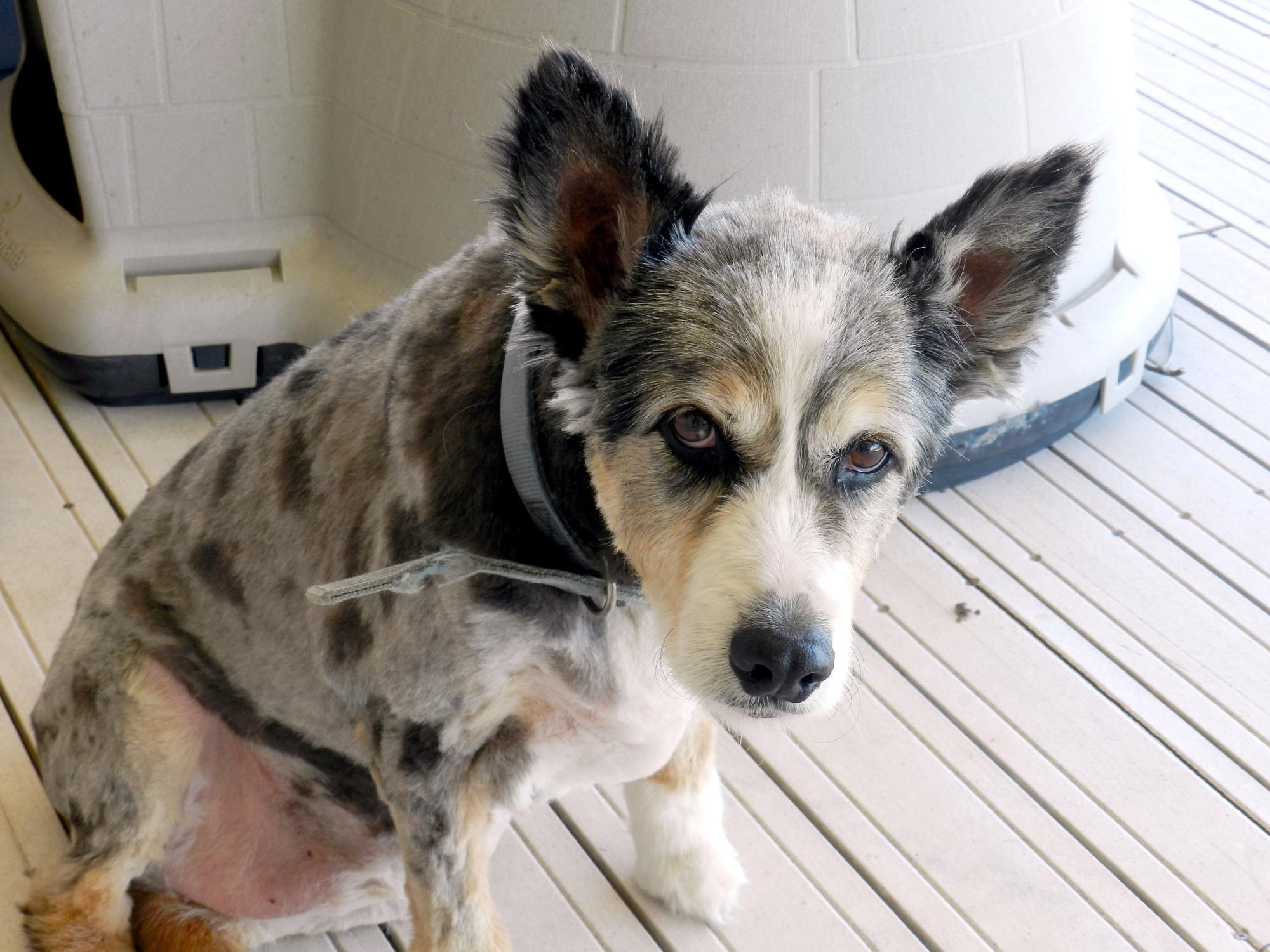 Holiday Ranch (2015-2019) - Bailey Haircut
