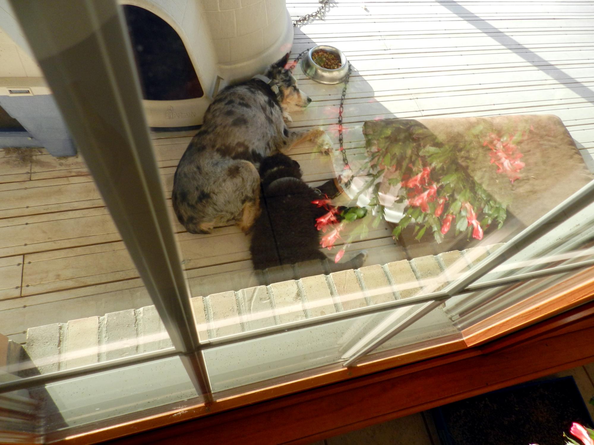Holiday Ranch (2015-2019) - Sleeping Dogs