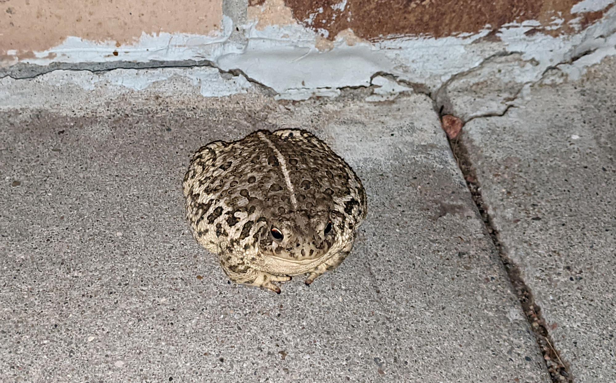 Holiday Ranch (2022-Present) - Woodhouse Toad