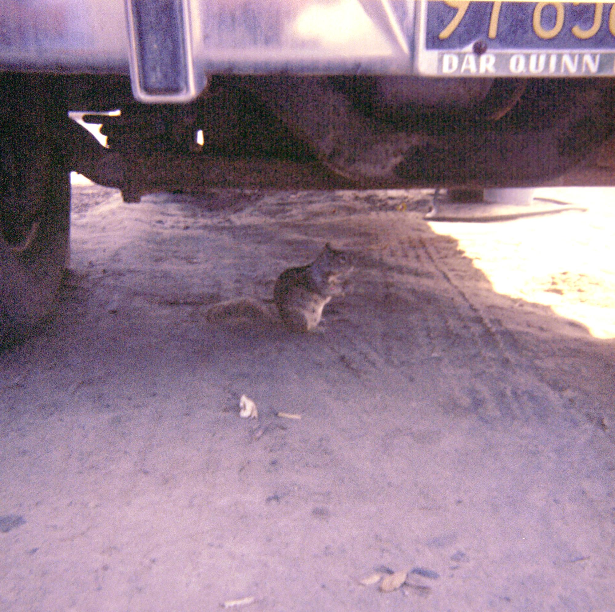 Western US (126 Film) - Beach Squirrel #3