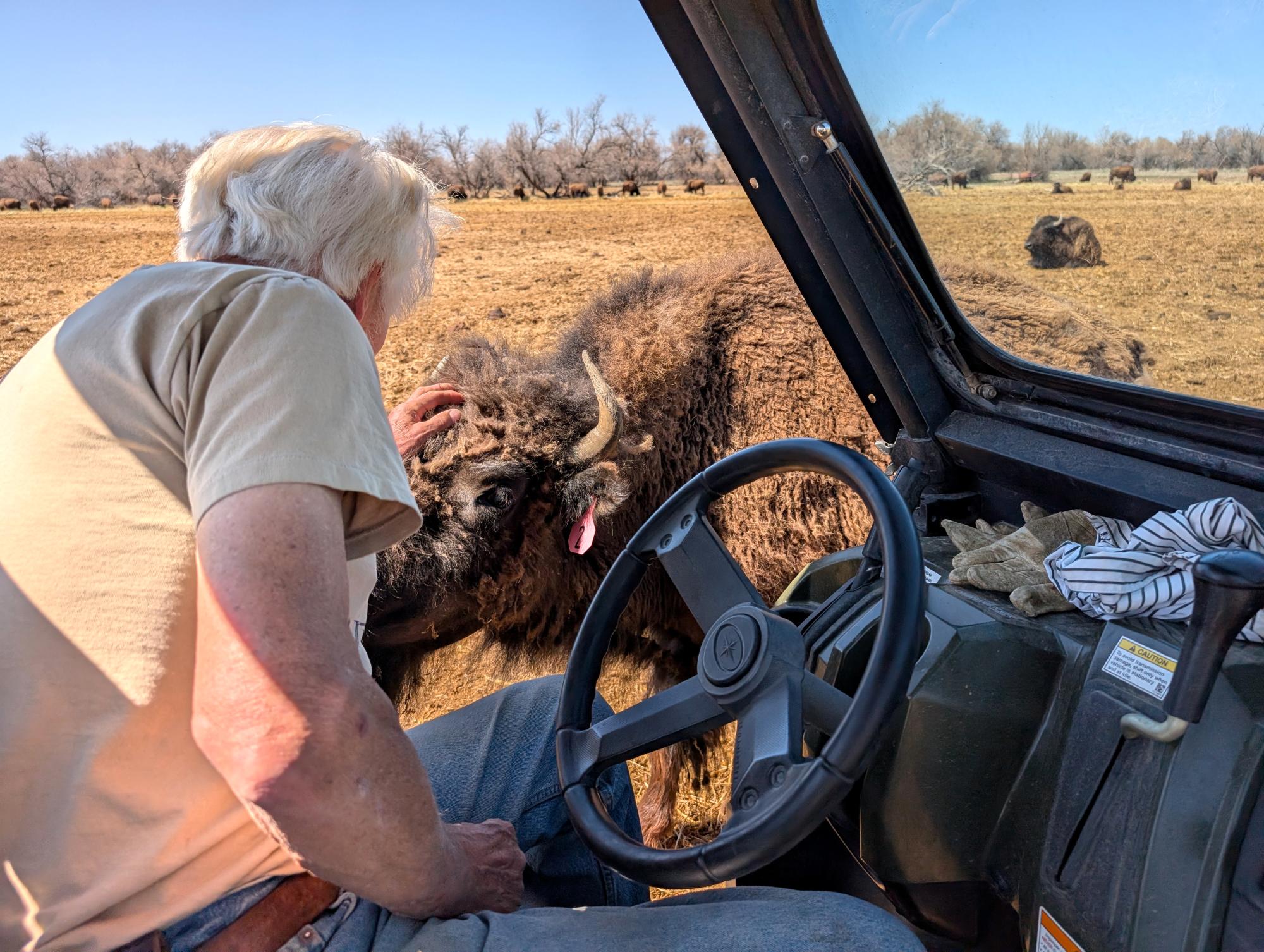 Western US - American Bison #05
