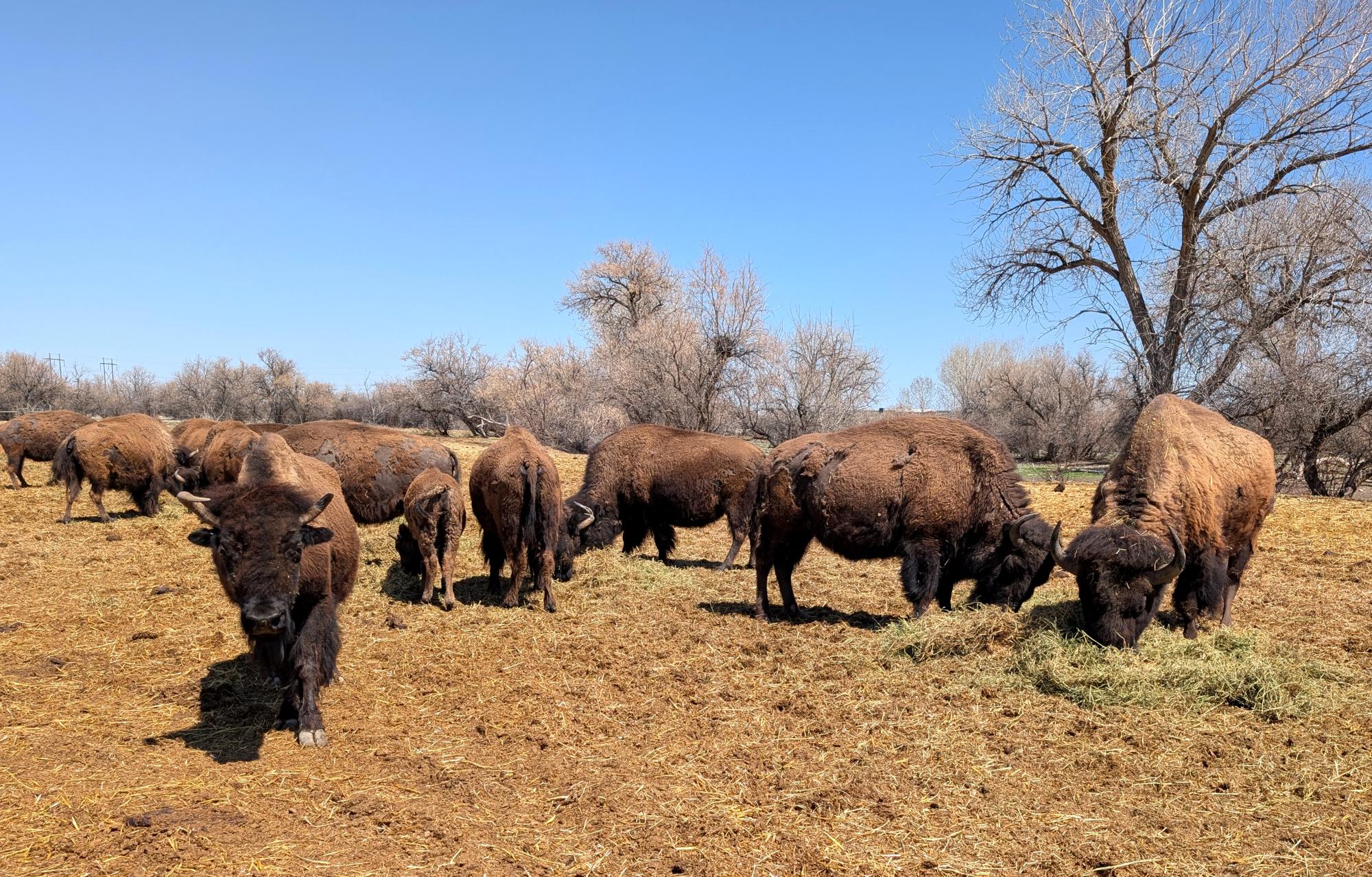 Western US - American Bison #07