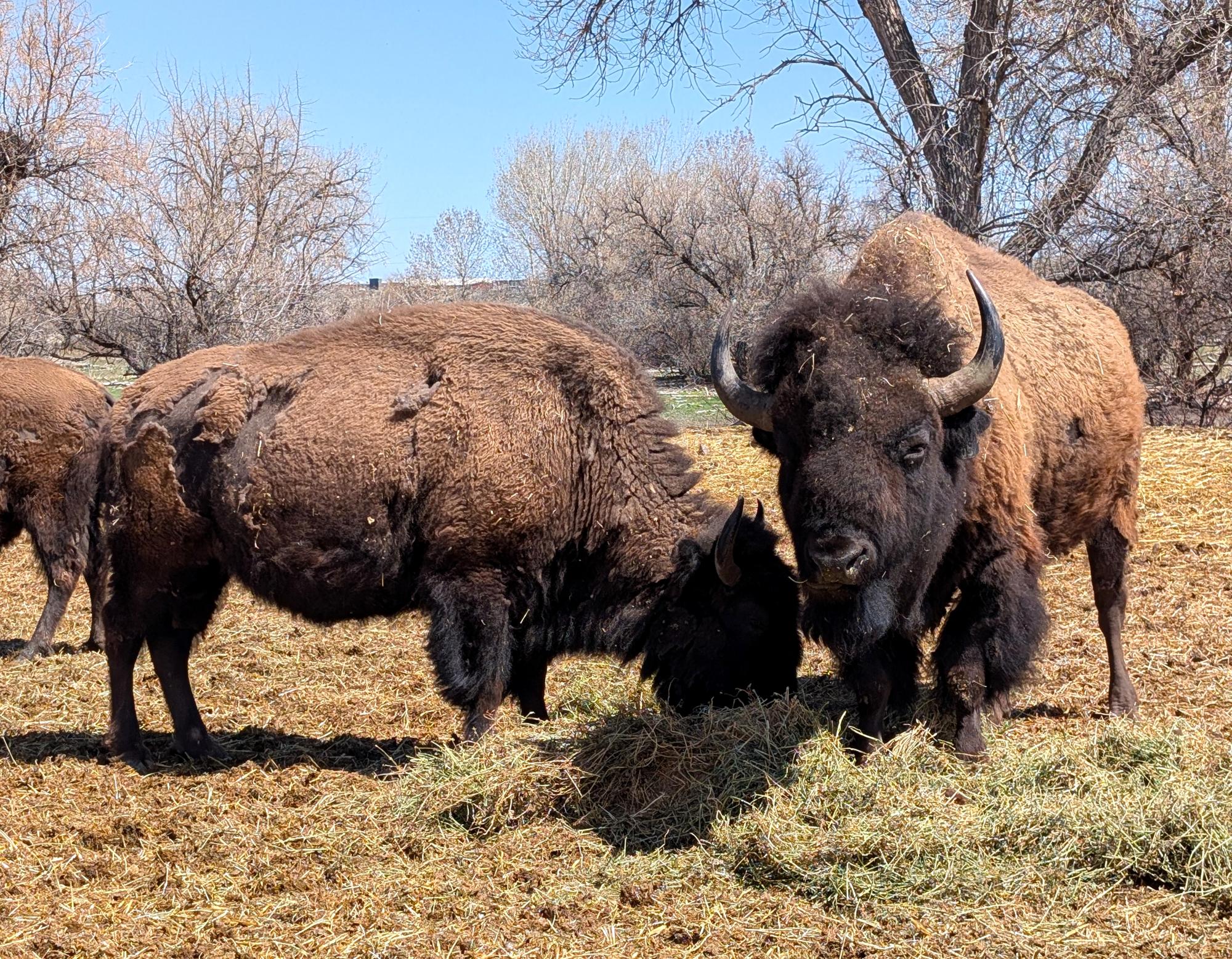 Western US - American Bison #08