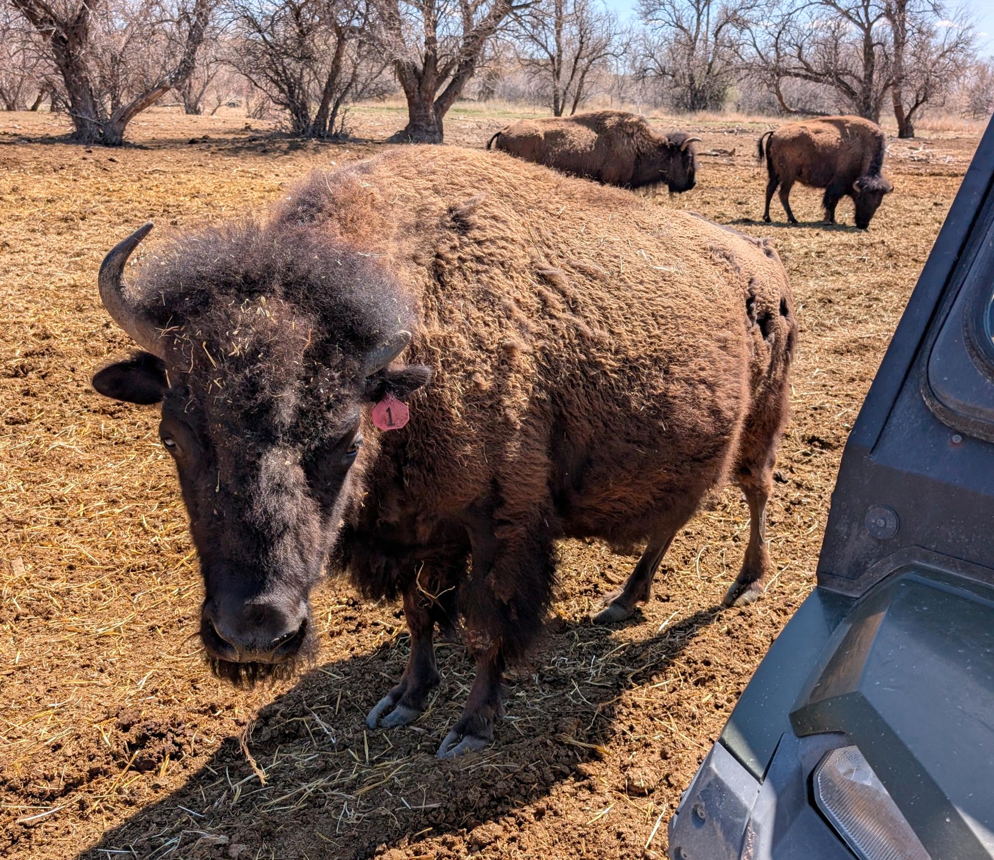 Western US - American Bison #09