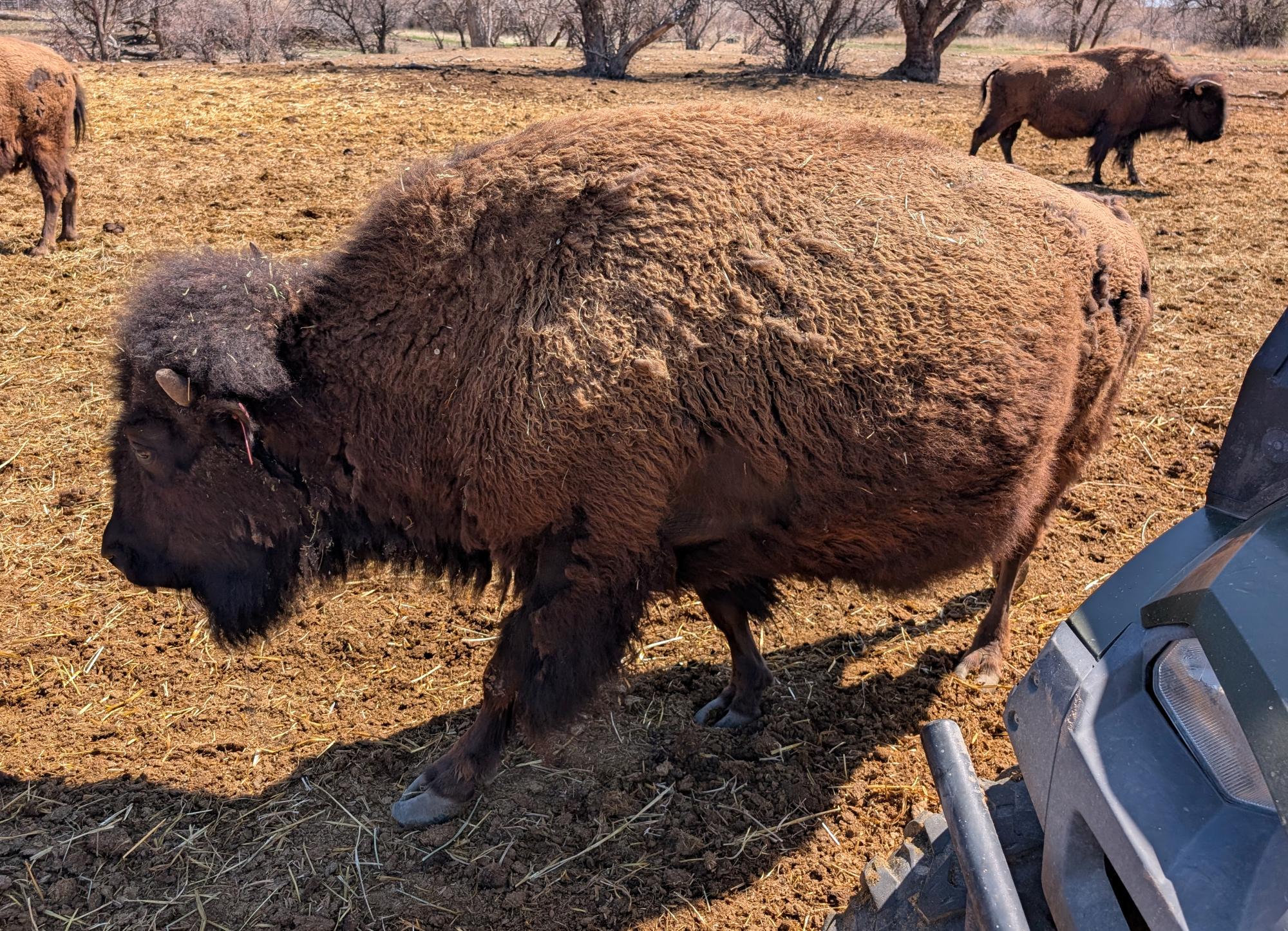 Western US - American Bison #10