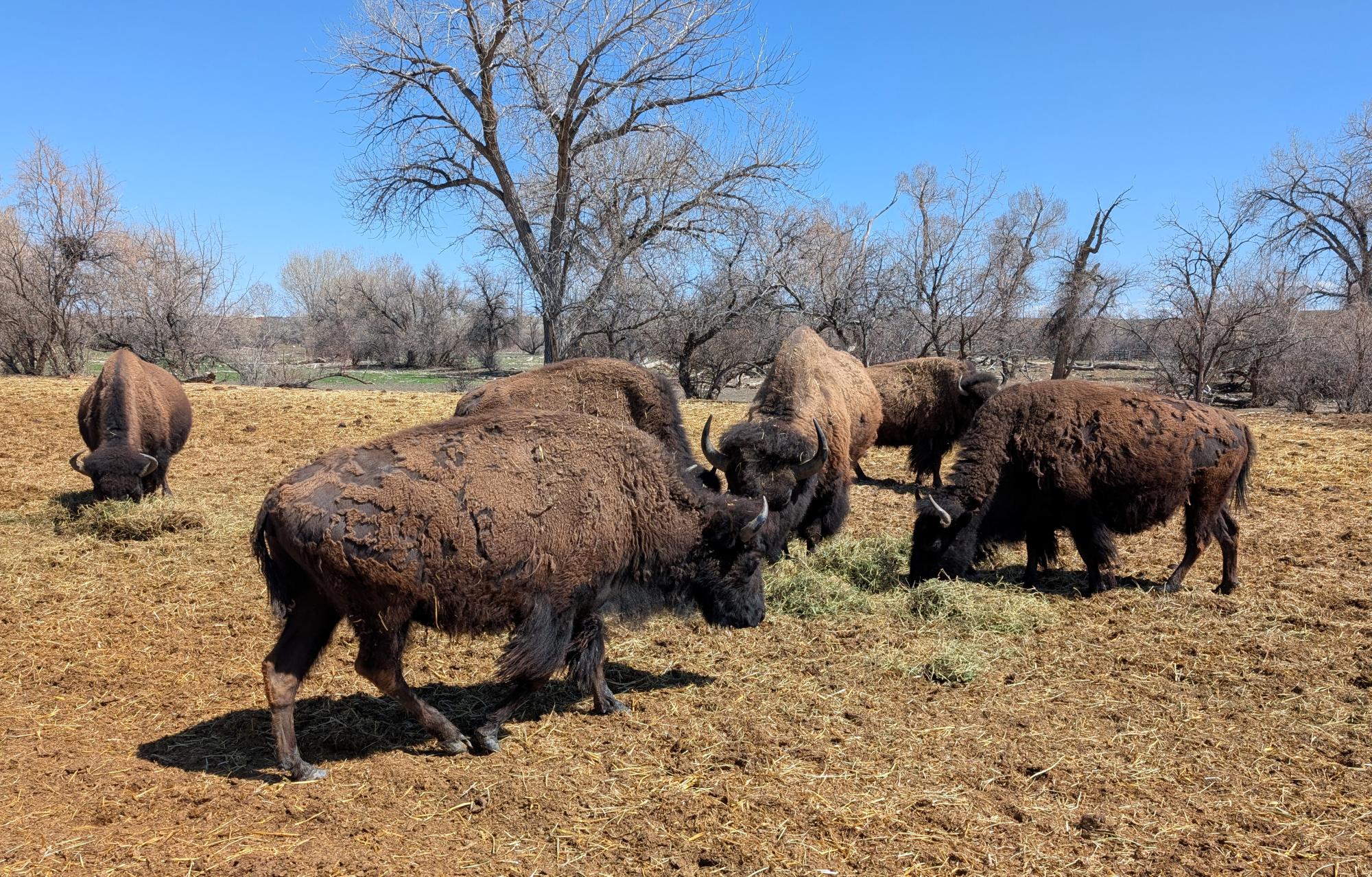 Western US - American Bison #11