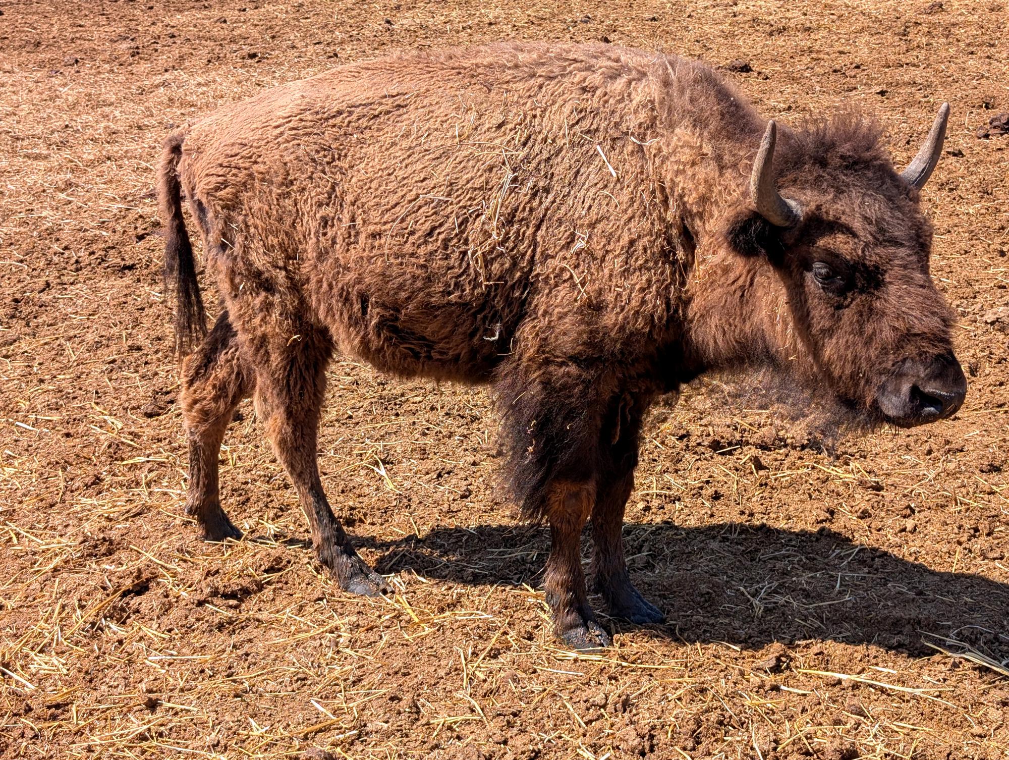 Western US - American Bison #12