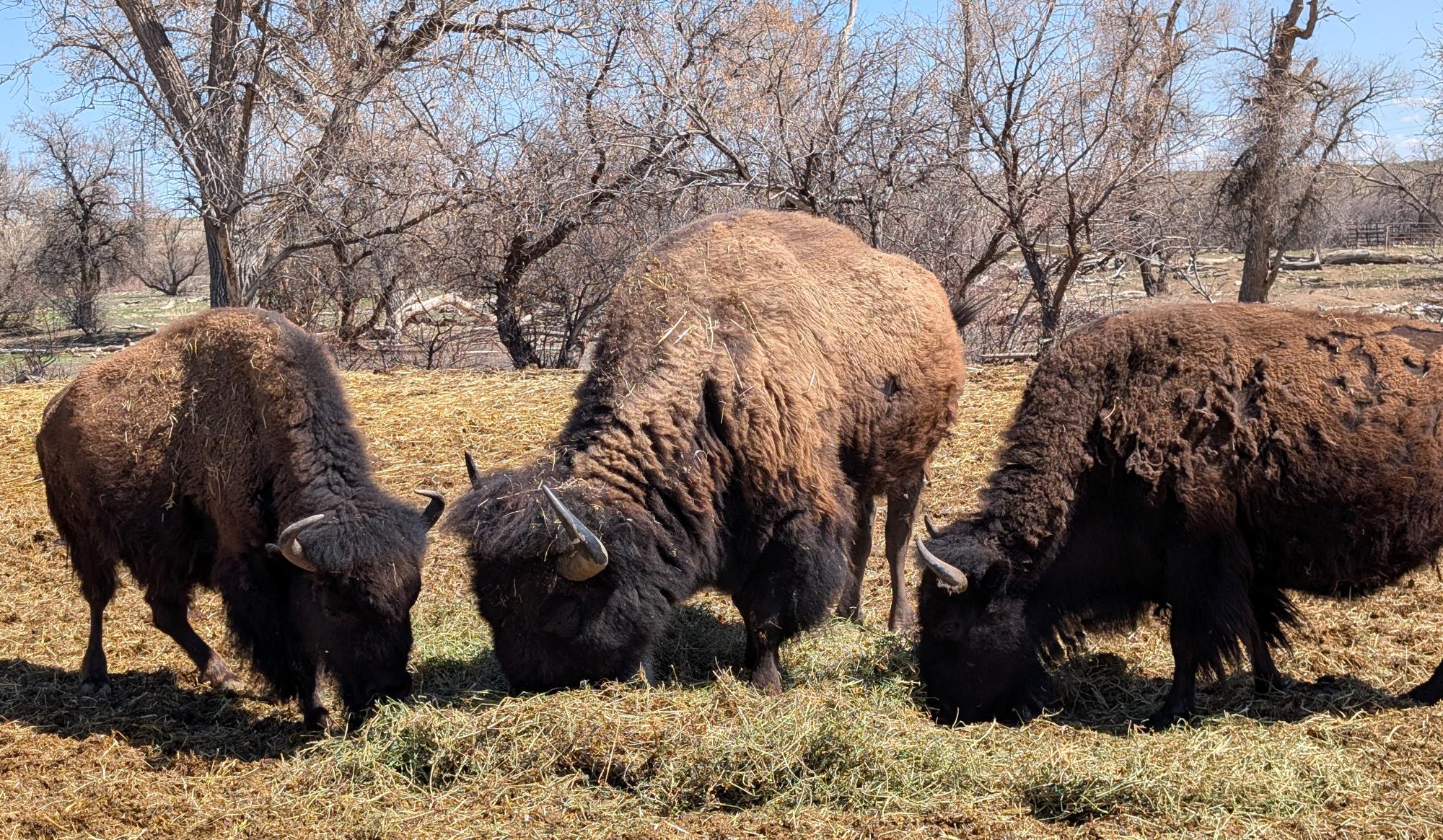 Western US - American Bison #13