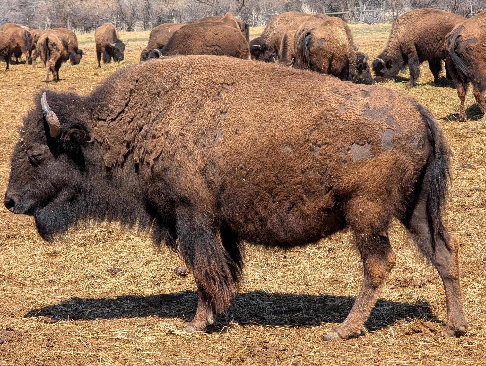 Western US - American Bison #14