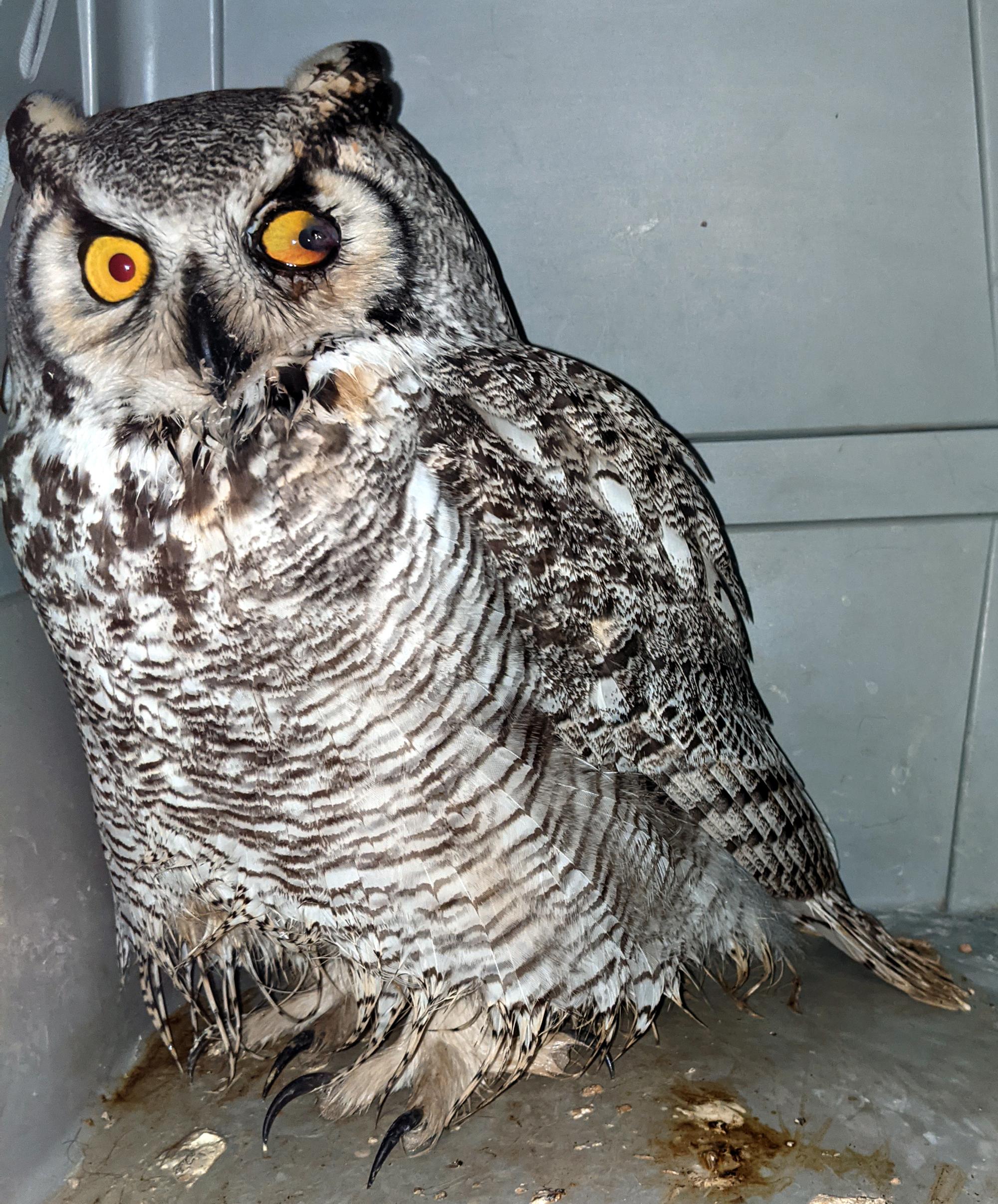 Wyoming (2001-2022) - Rescued Owl