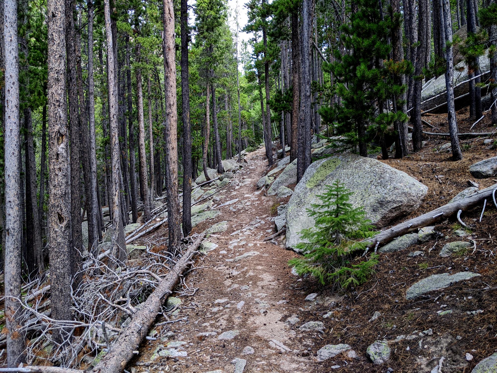 Wyoming (2023-Present) - LP Trail #2