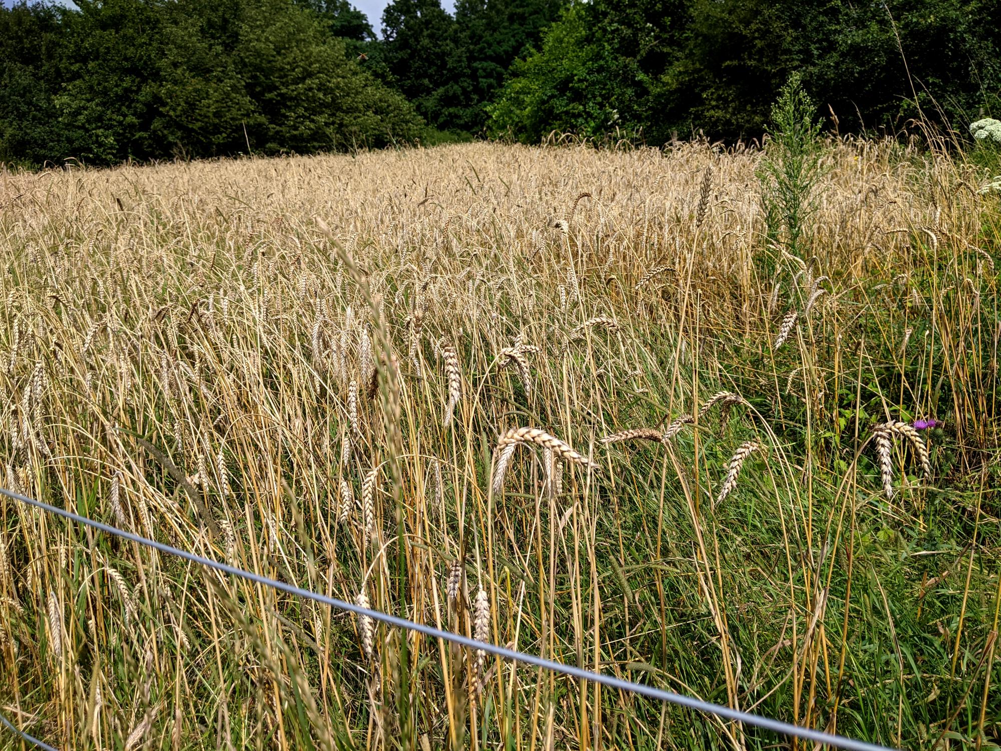 Brussels (2019-Present) - Grain Field