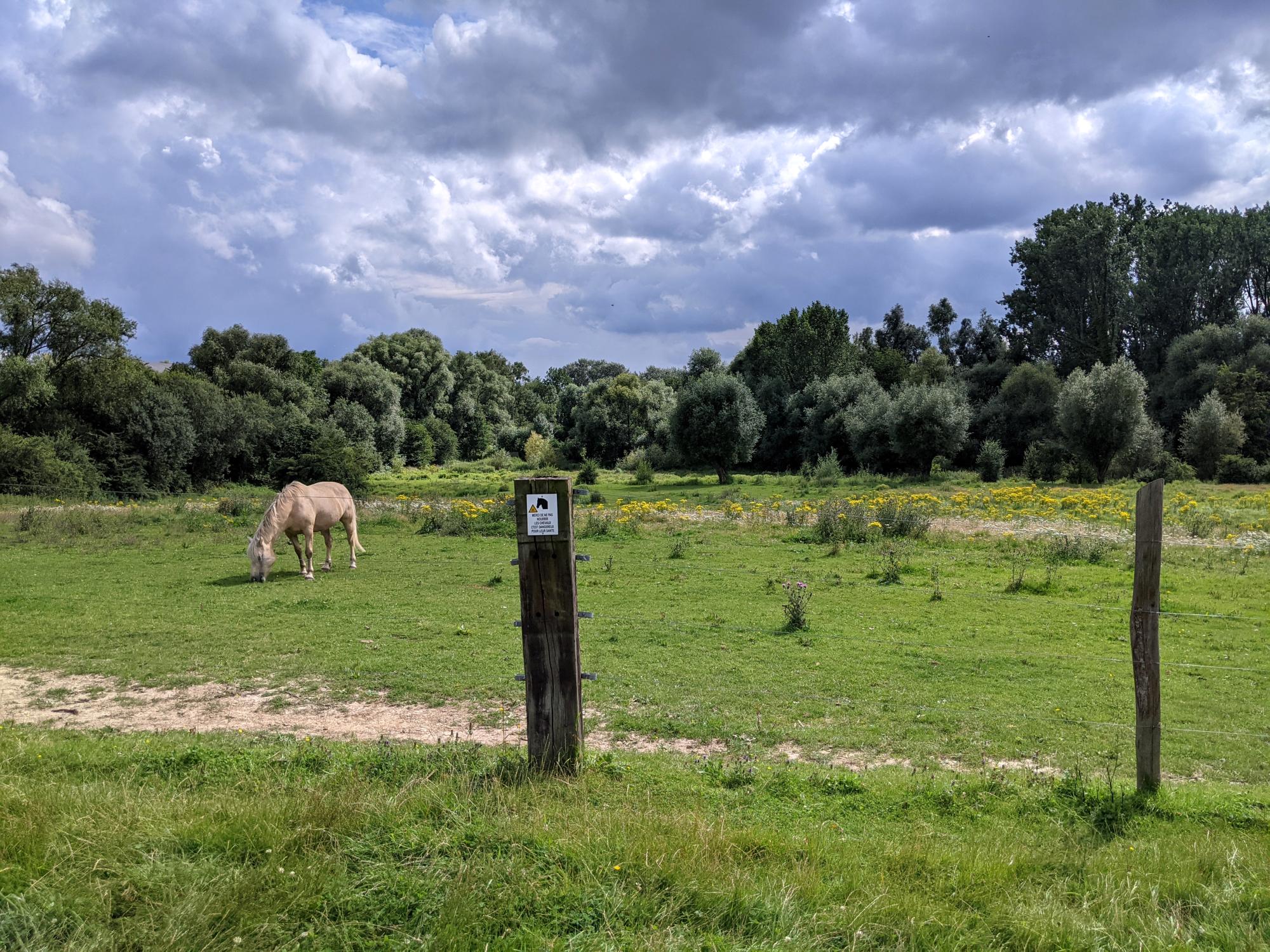 Brussels (2019-Present) - Pasture