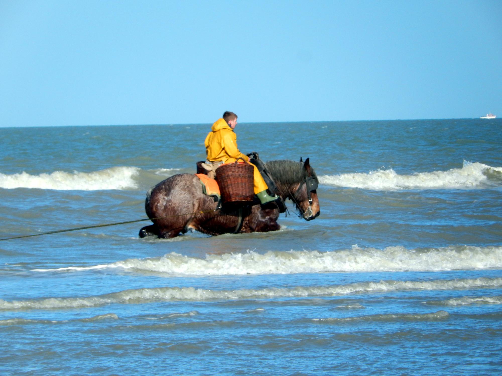 Belgian Coast - Horse Shrimping #2