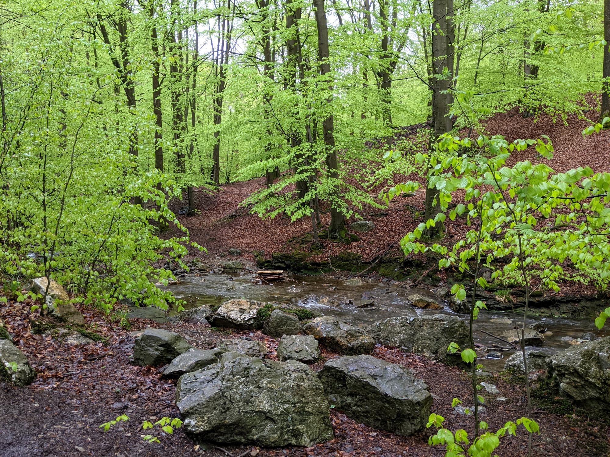 Belgium - De Statte River #1