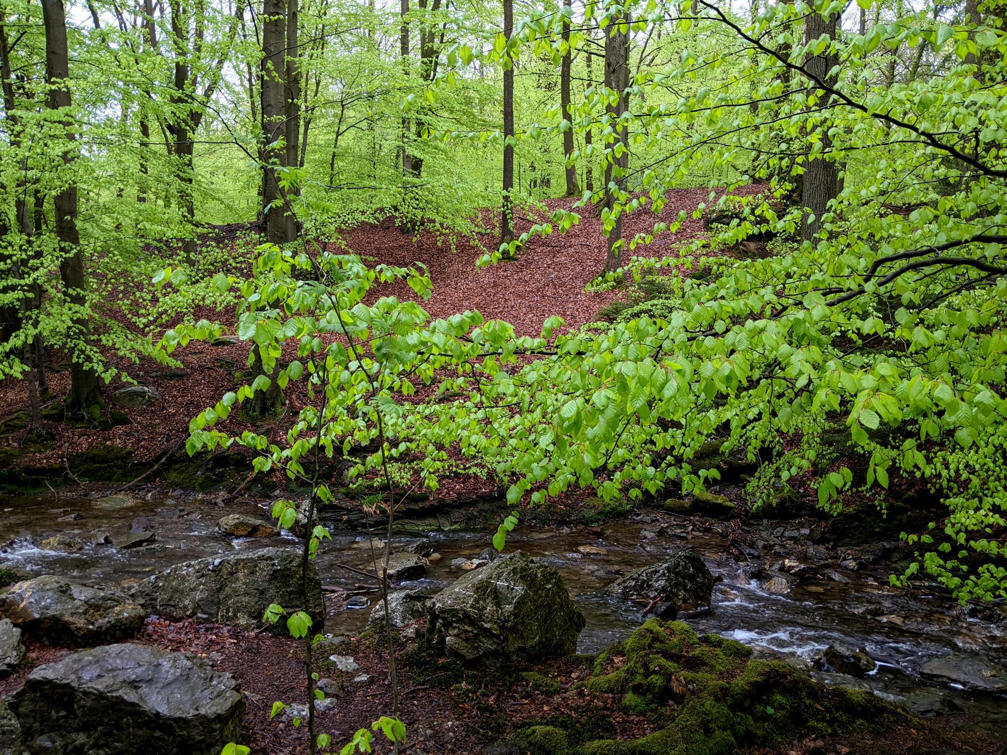 Belgium - De Statte River #2