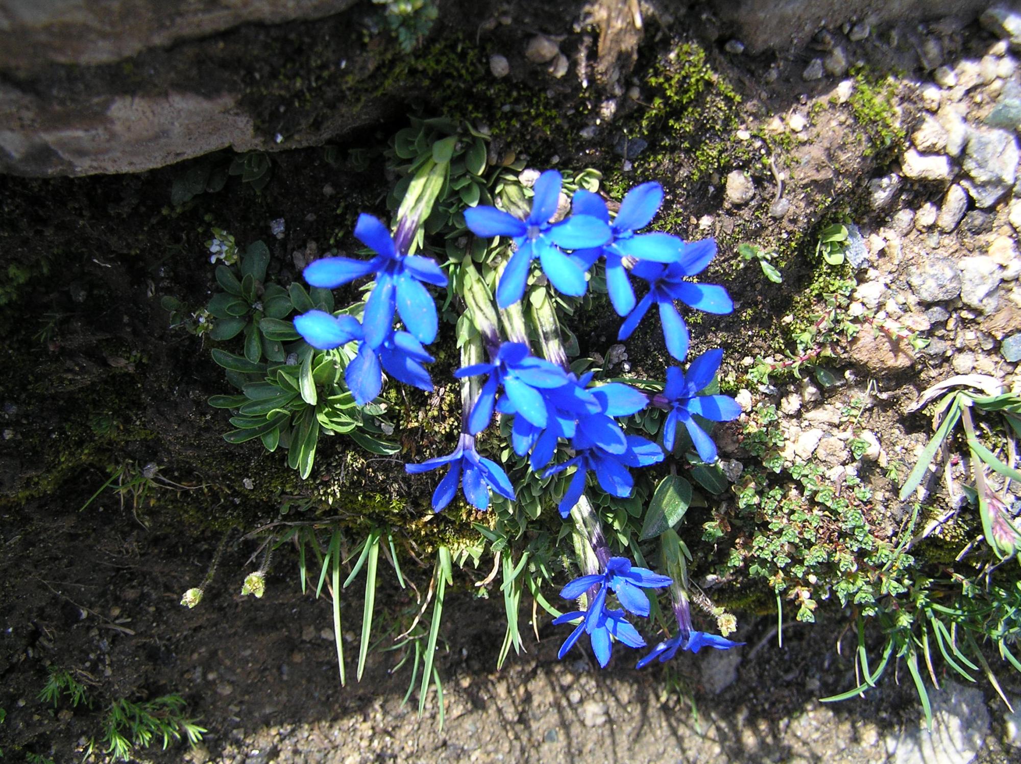 Matterhorn - Flowers