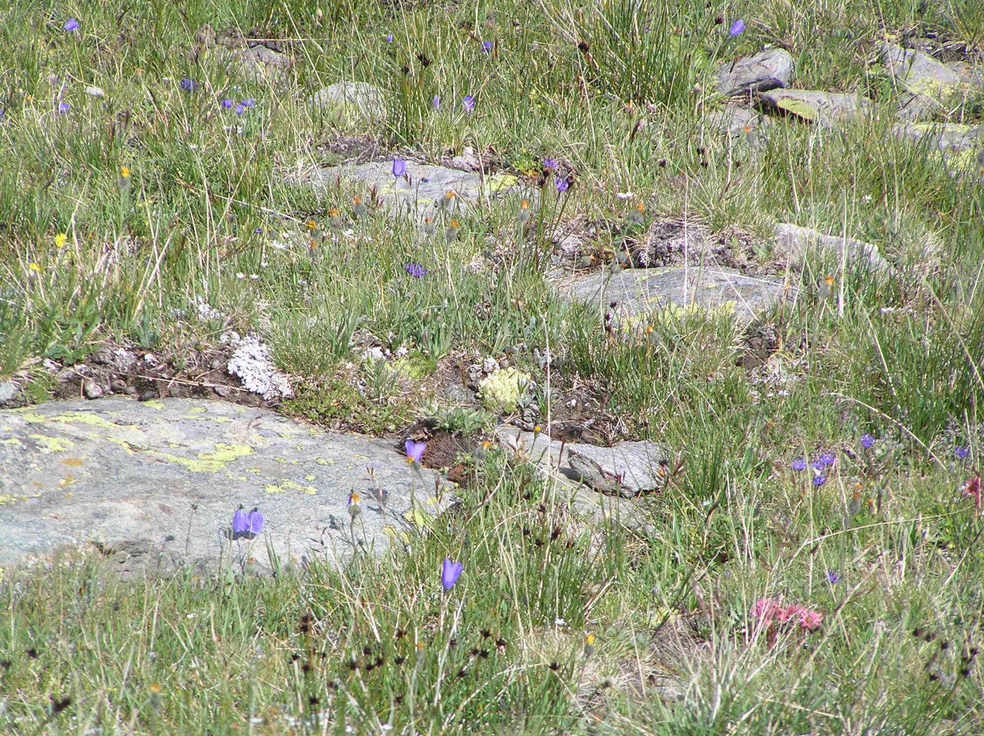 Matterhorn - Flowers And Grass