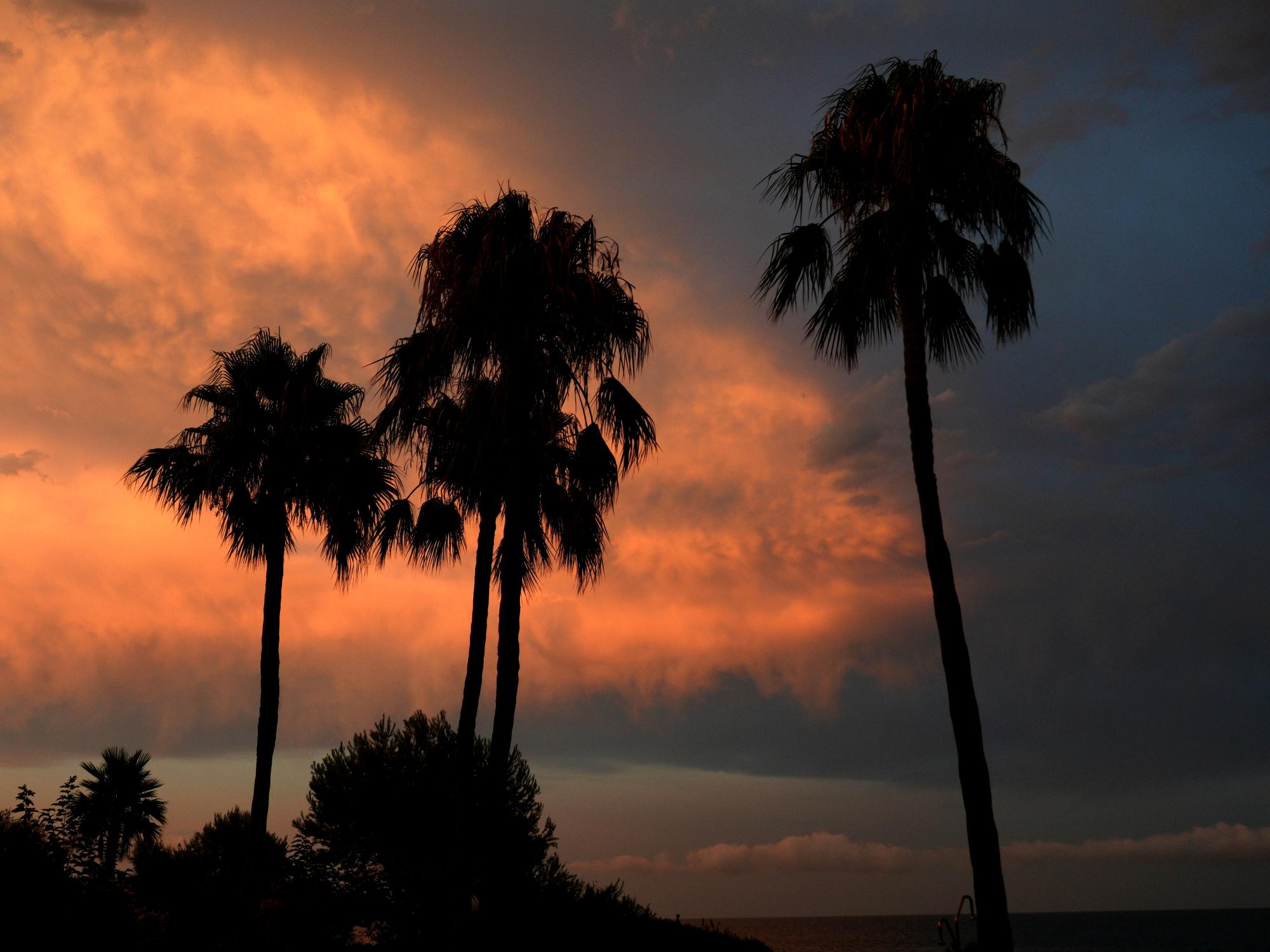 Alcossebre - Palm Tree Silhouette