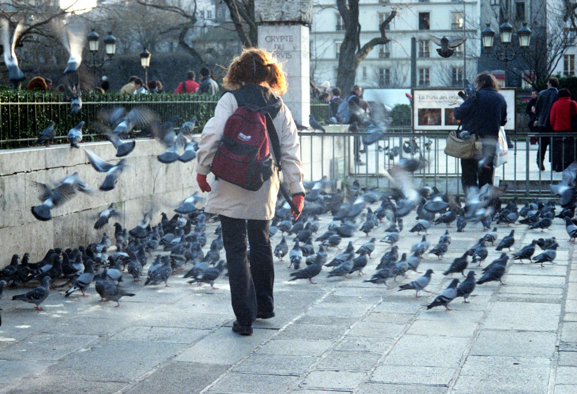 France - Pigeons