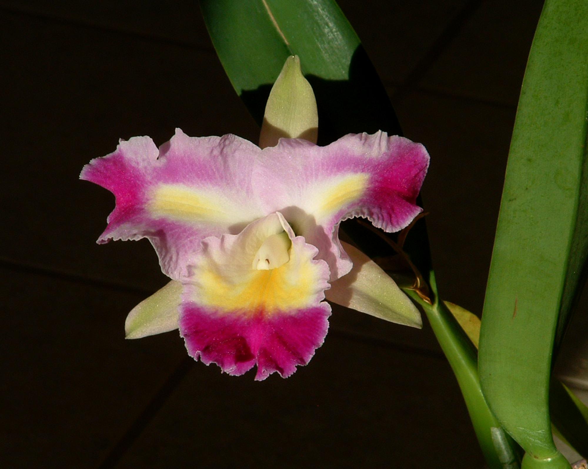 Flowers - Orchid