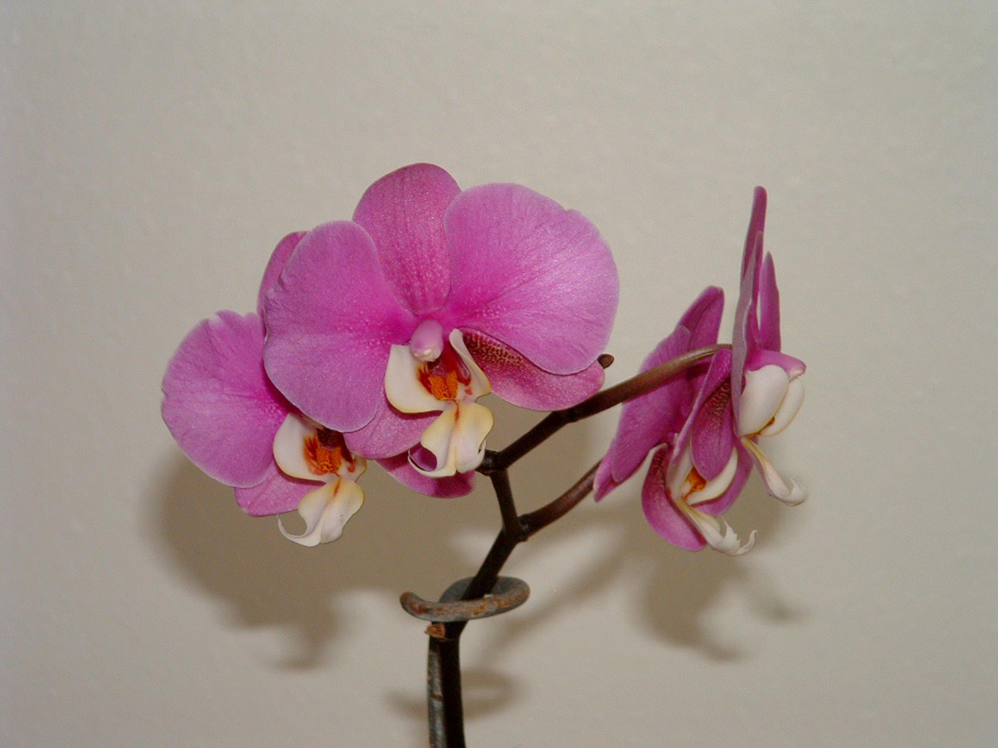 Flowers - Orchids #1