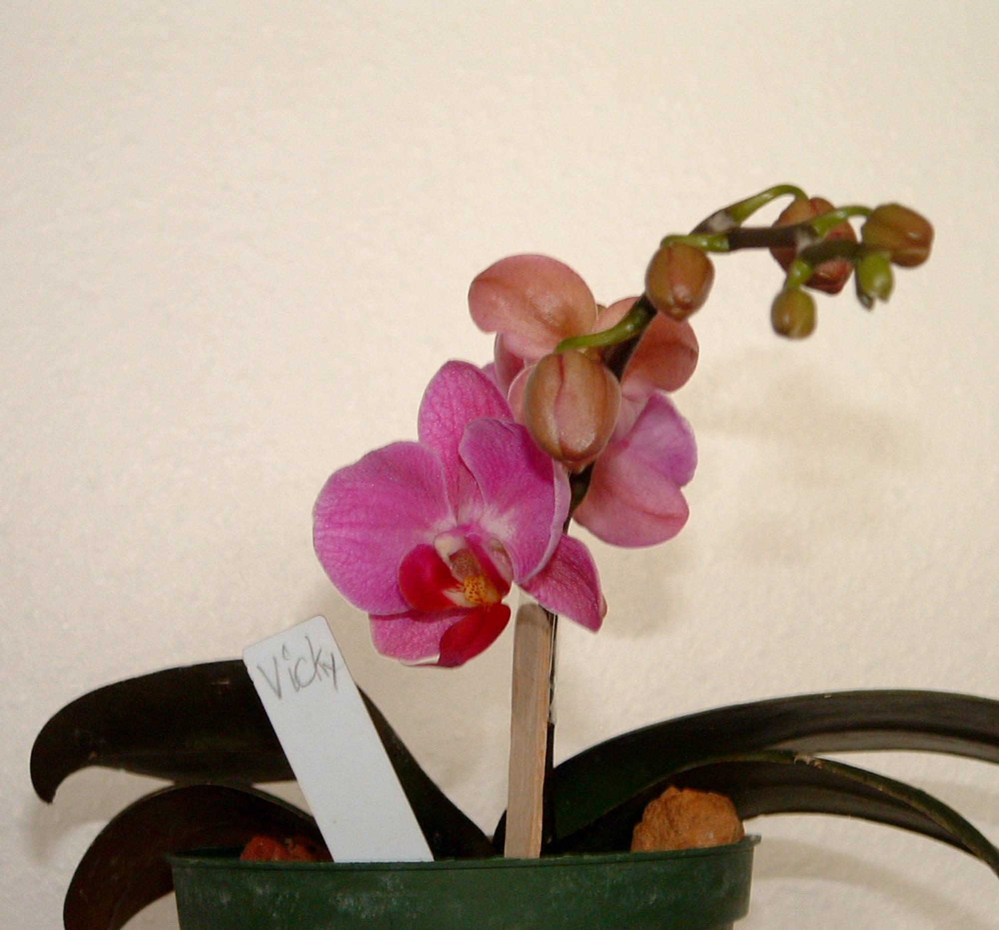 Flowers - Orchids #3
