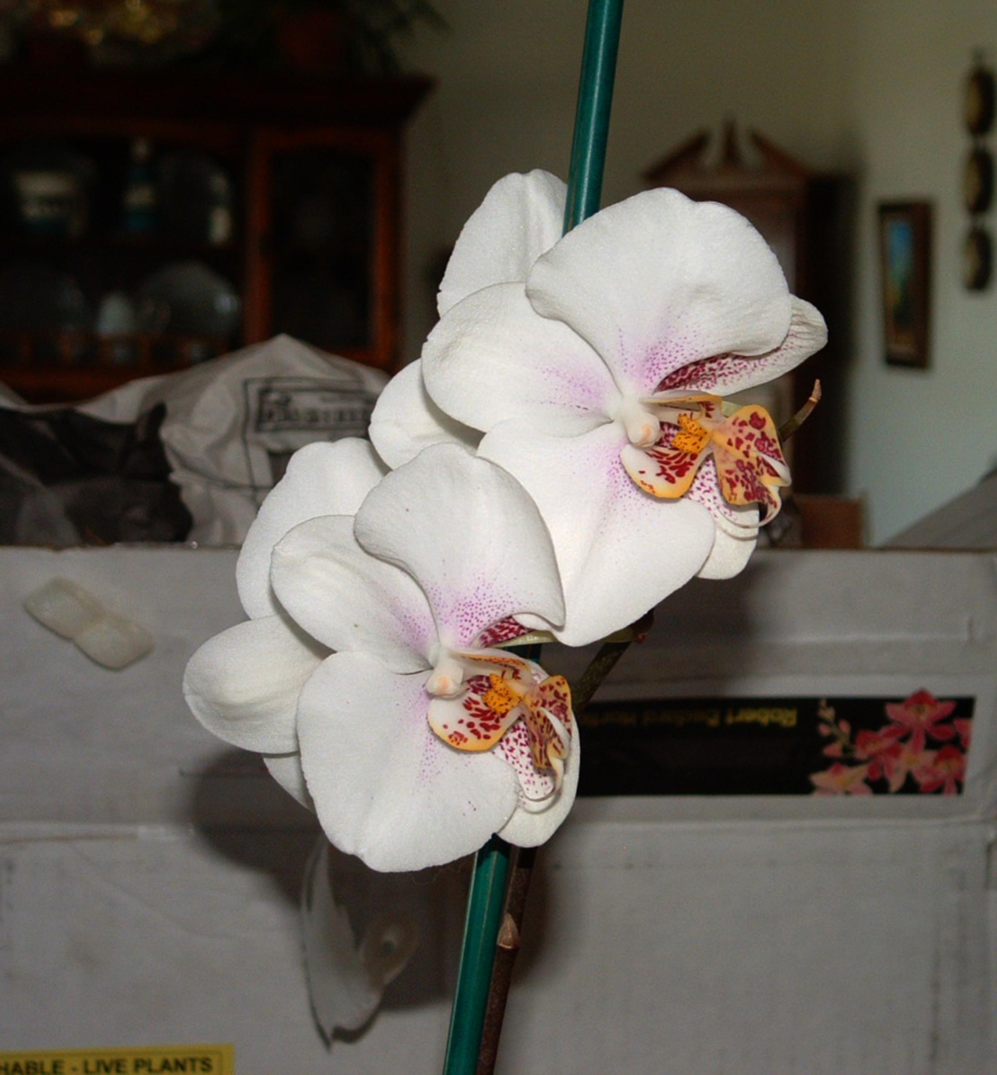 Flowers - Orchid