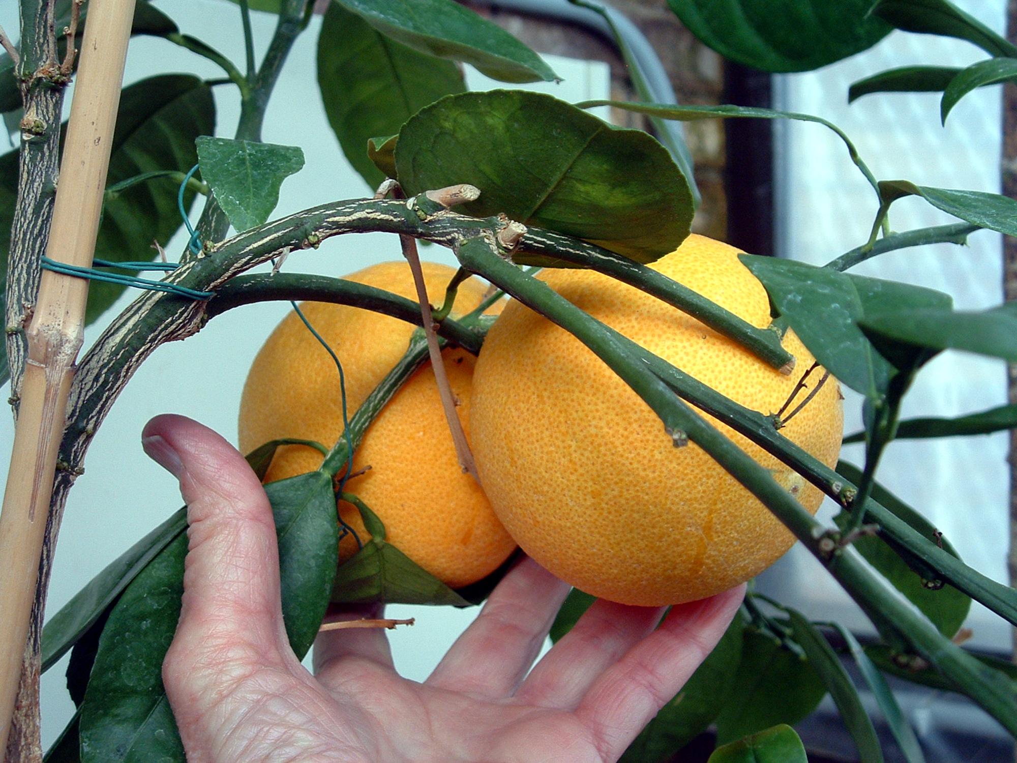 Flowers - Oranges