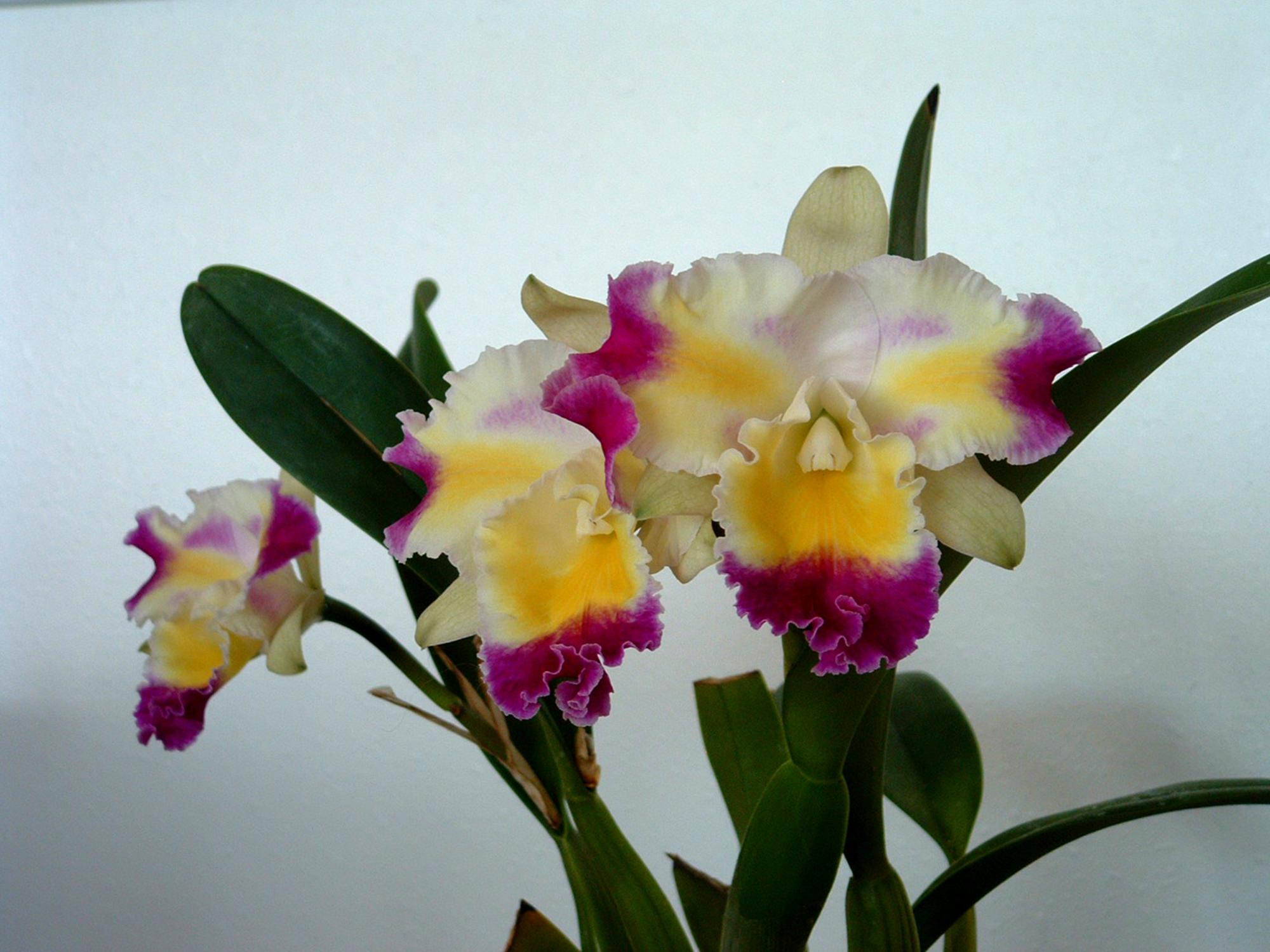 Flowers - Orchids