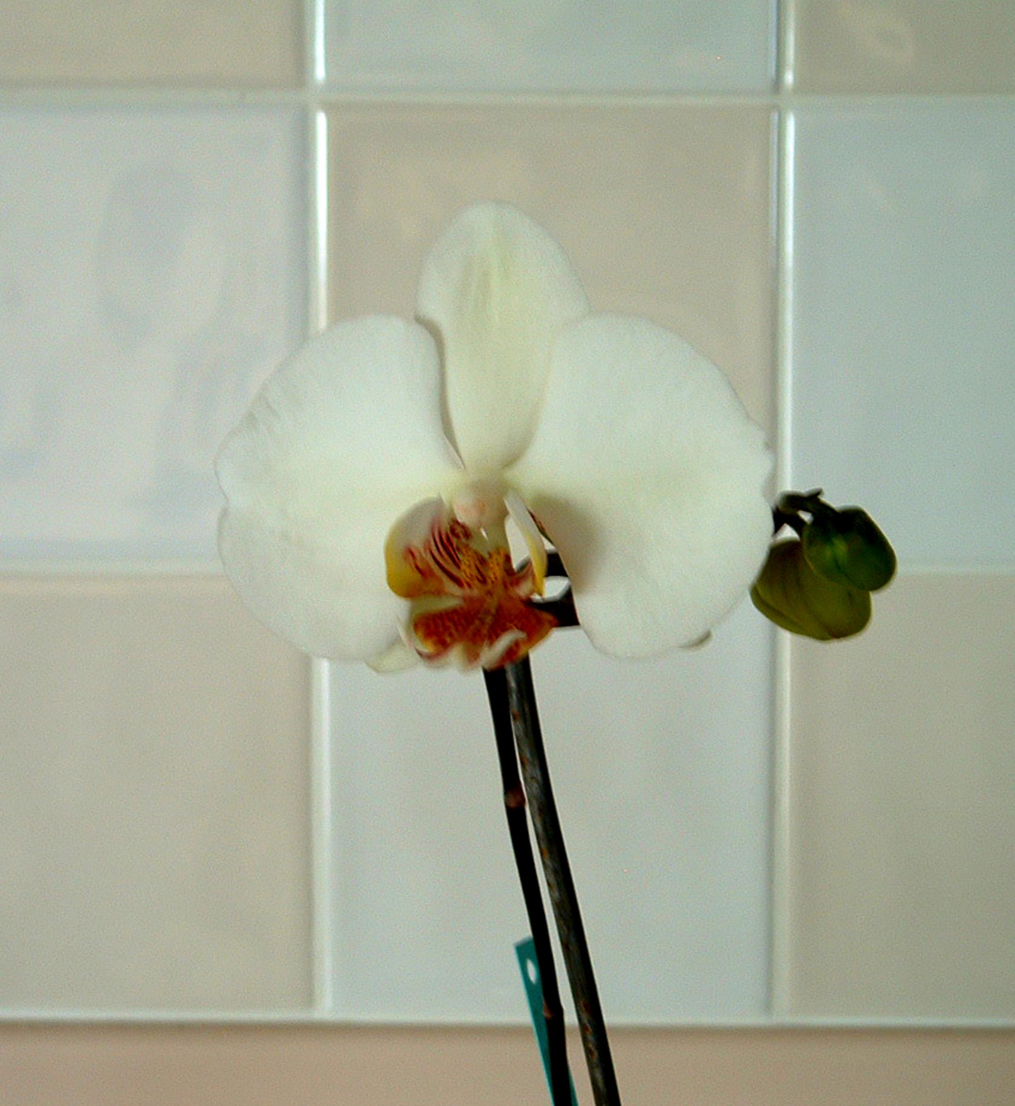 Flowers - Orchid