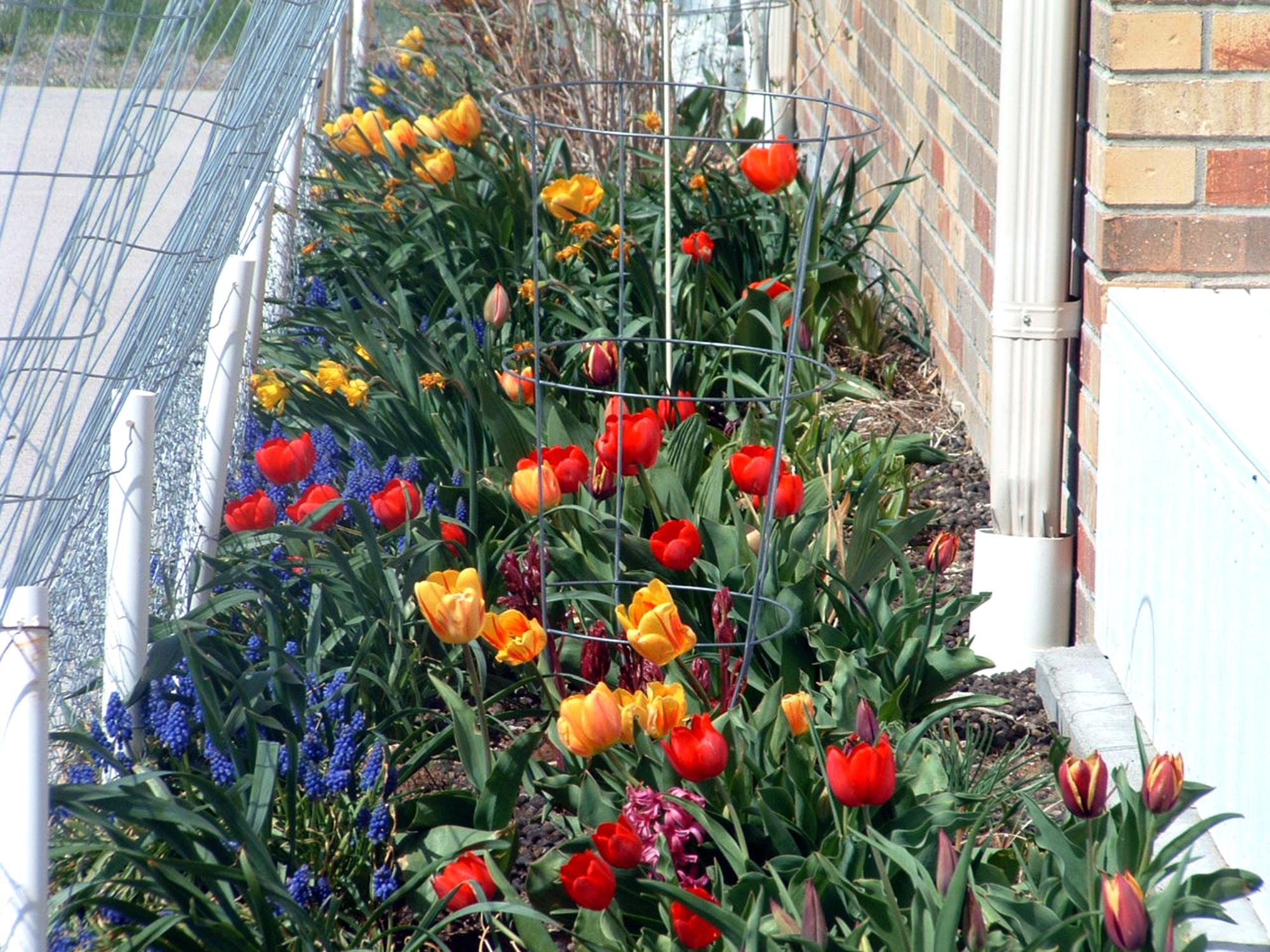 Flowers - Flowerbed