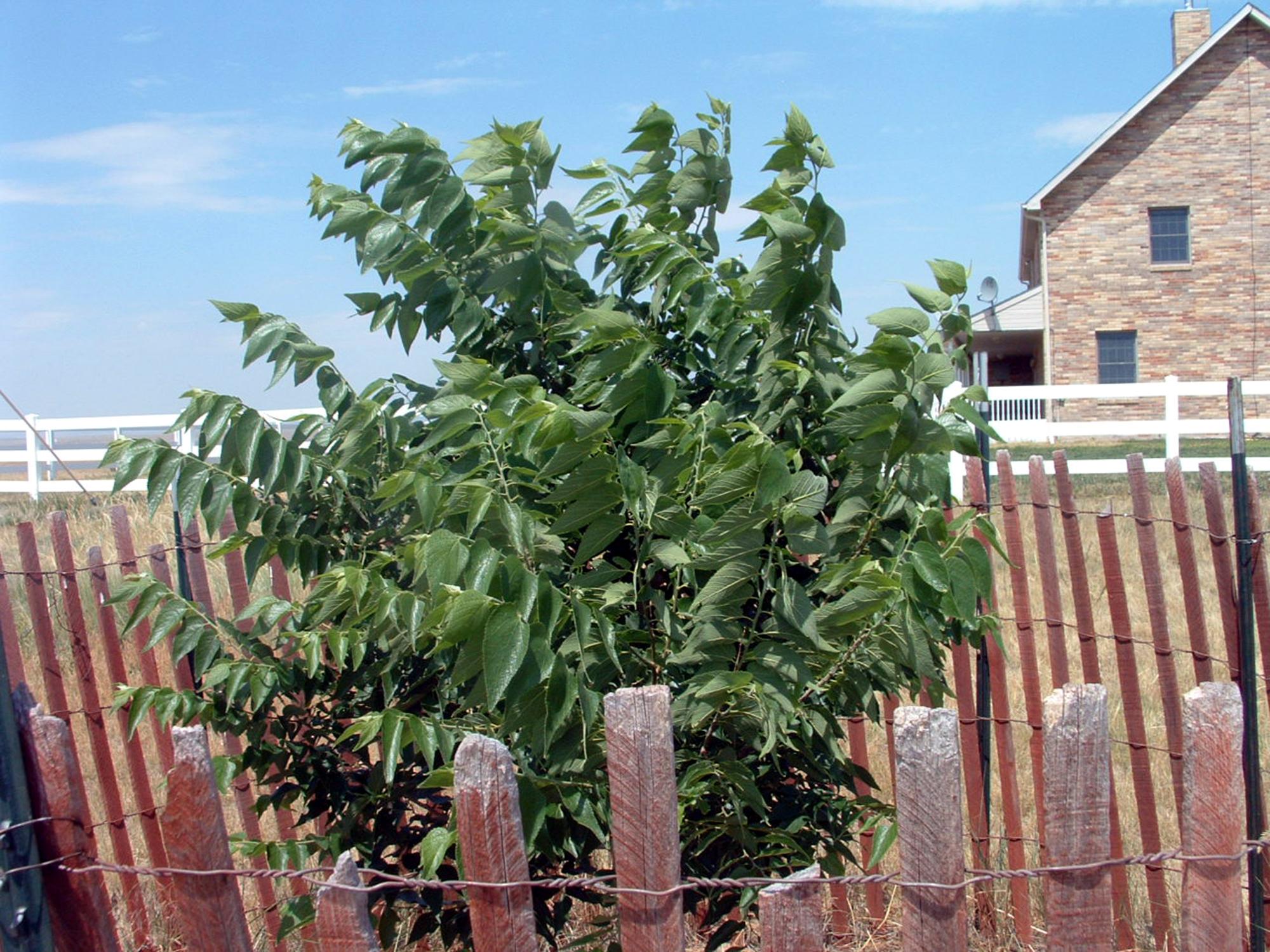 Flowers - Tree