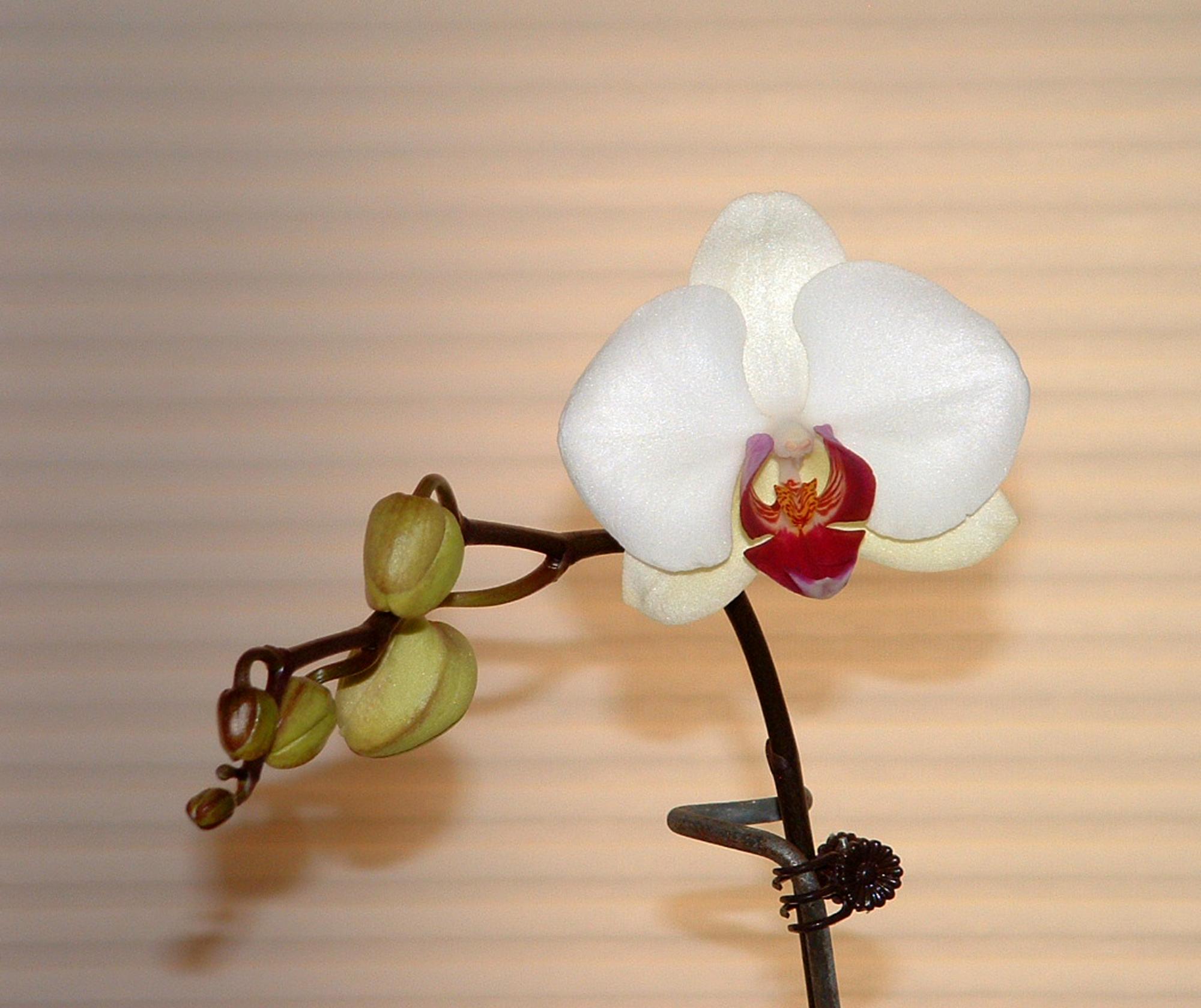 Flowers - Orchid