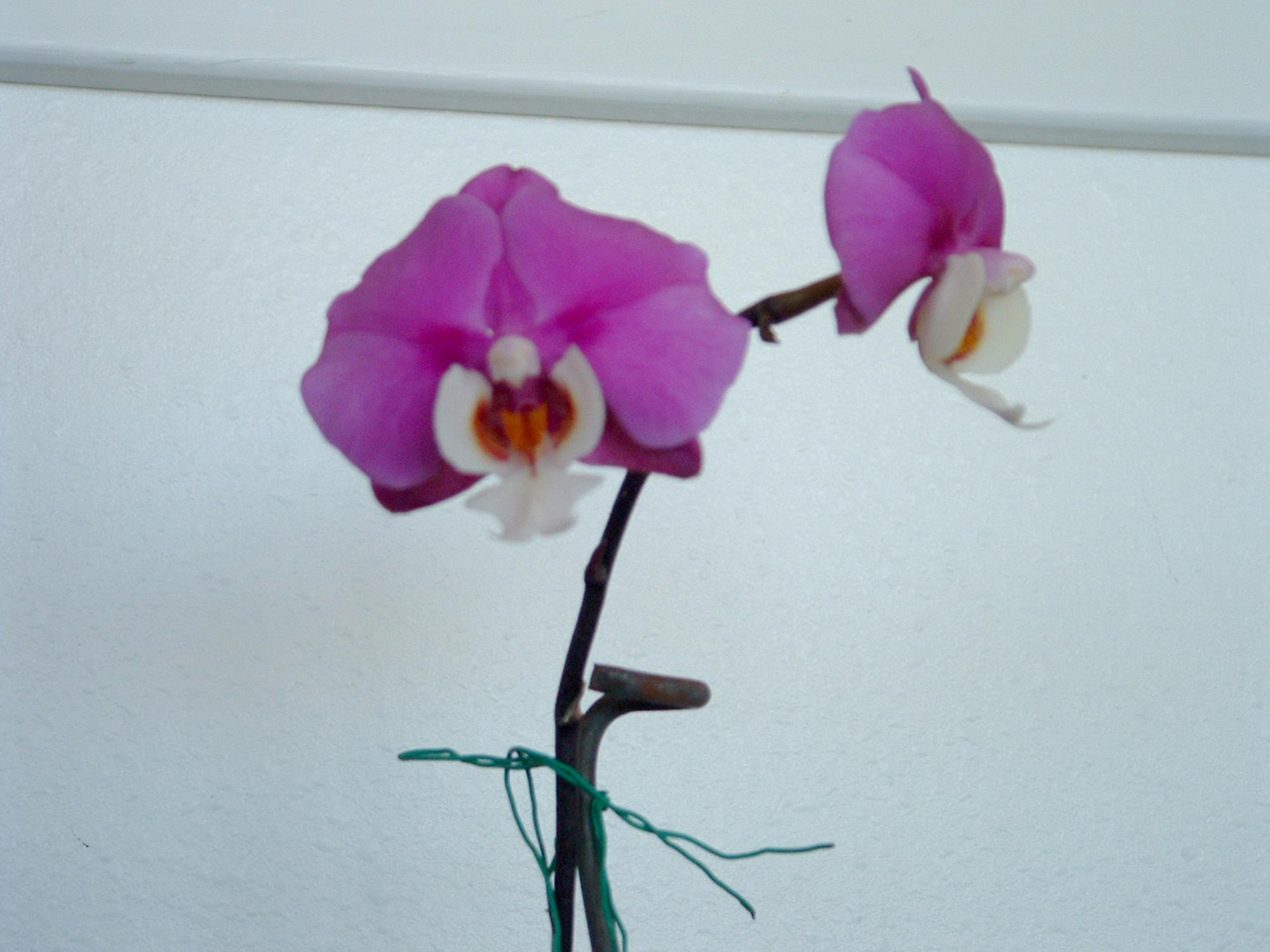 Flowers - Orchid