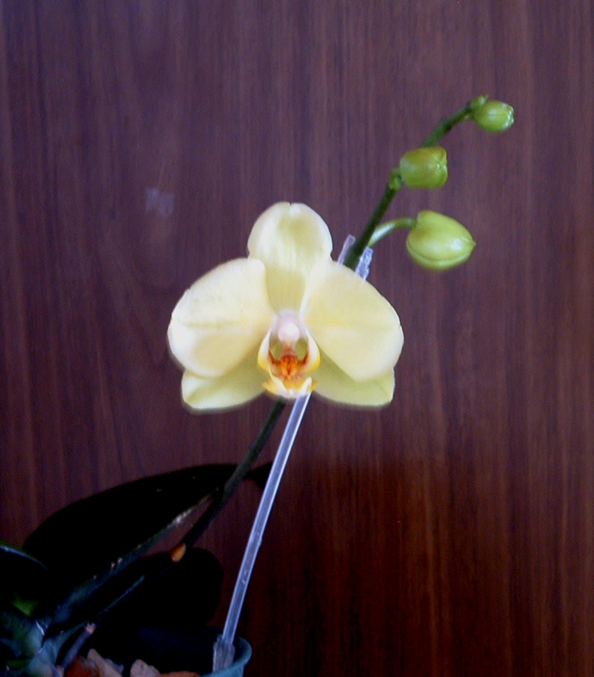 Flowers - Orchid