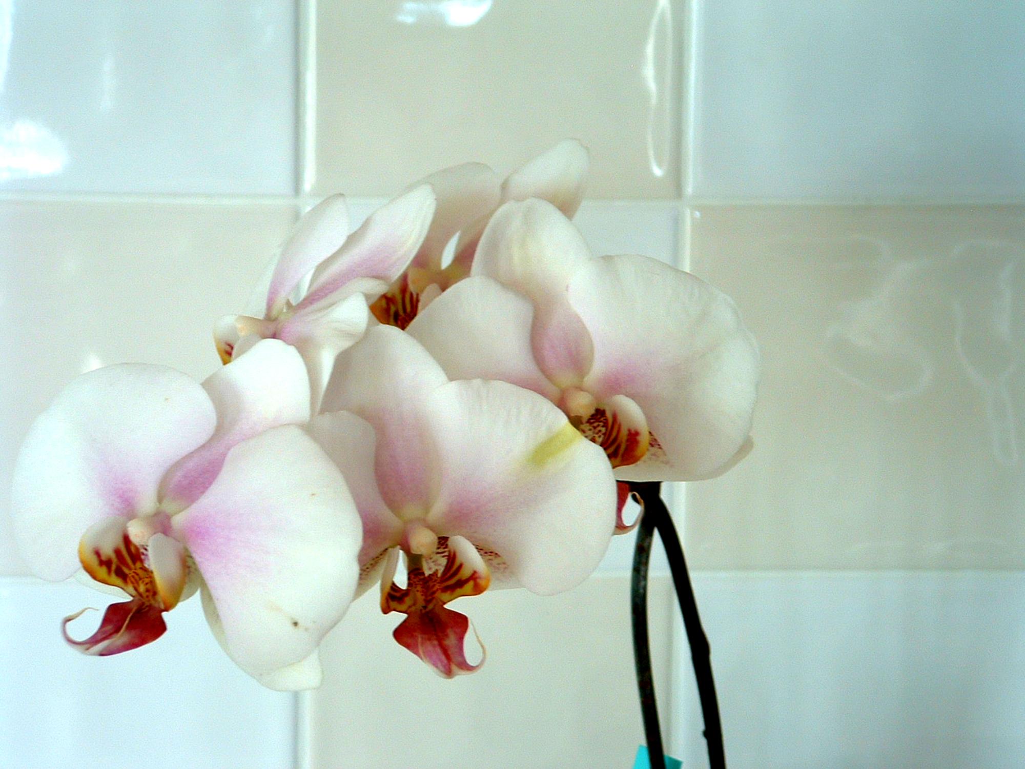 Flowers - Orchids