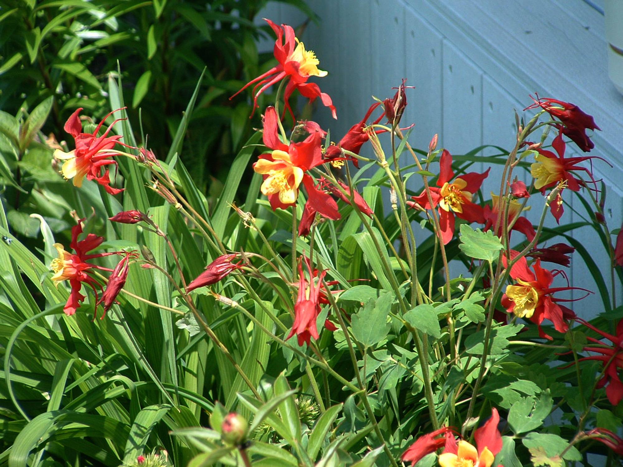 Flowers - Flowerbed