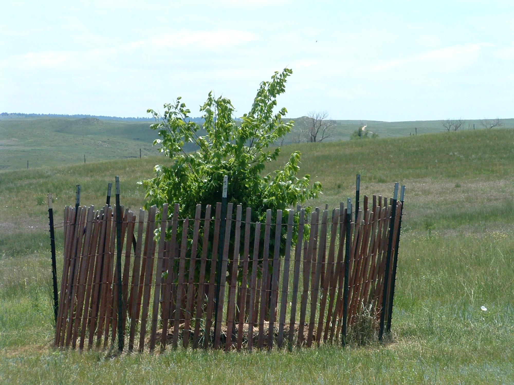 Flowers - Tree