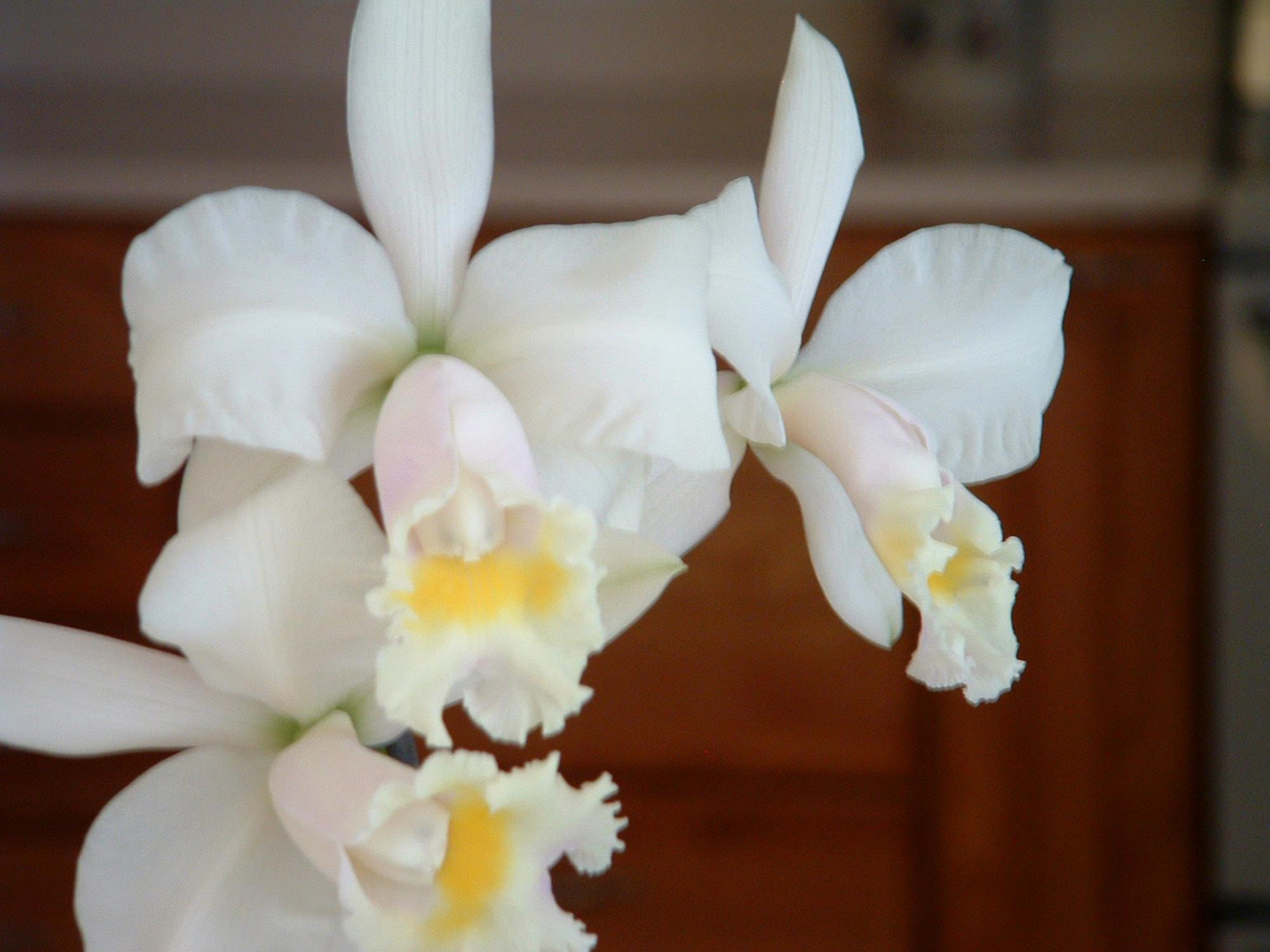 Flowers - Orchids